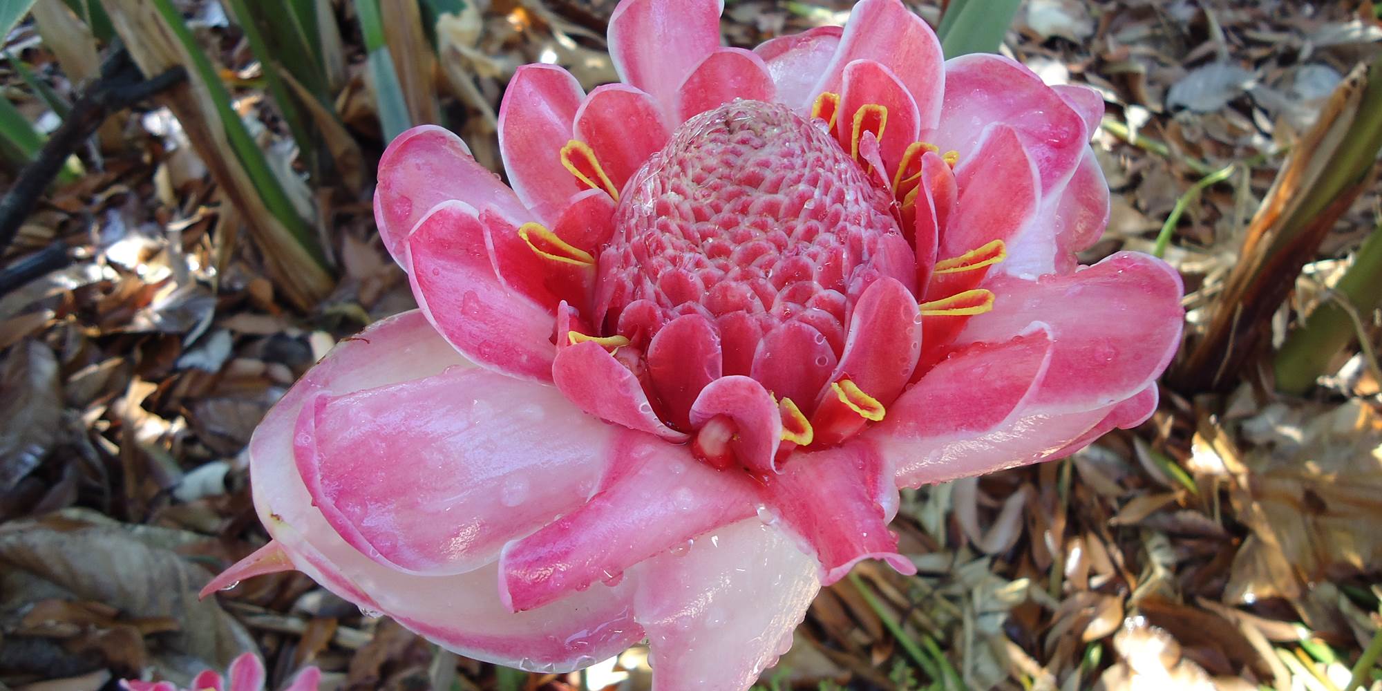 Fleur du jardin