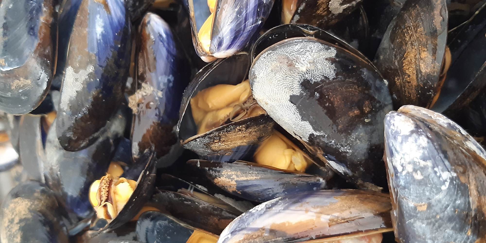 Villa Marie- La table de Stef, moules au curry en préparation
