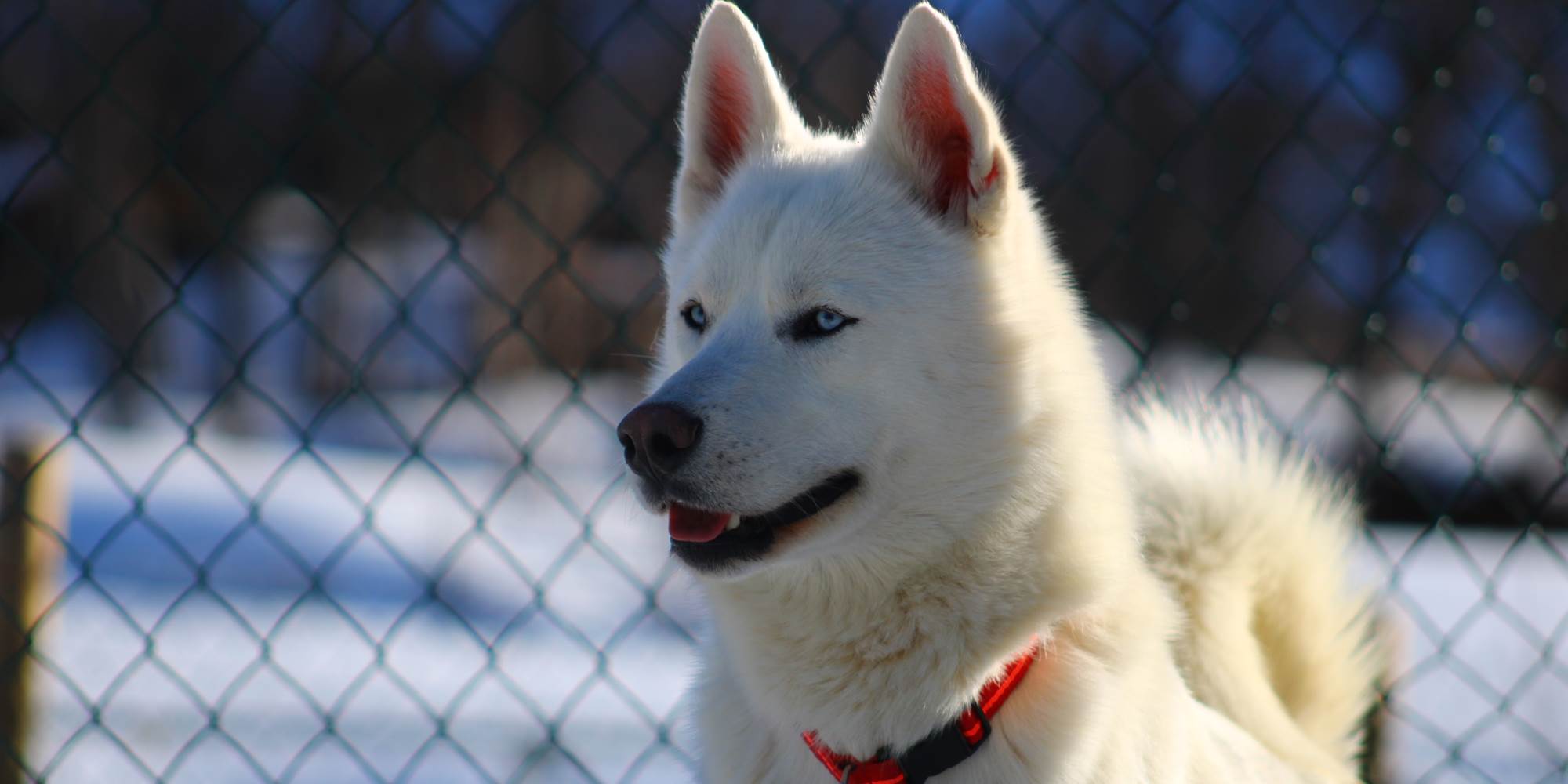 Andro - Husky - Baptême traineau/kart Iraty