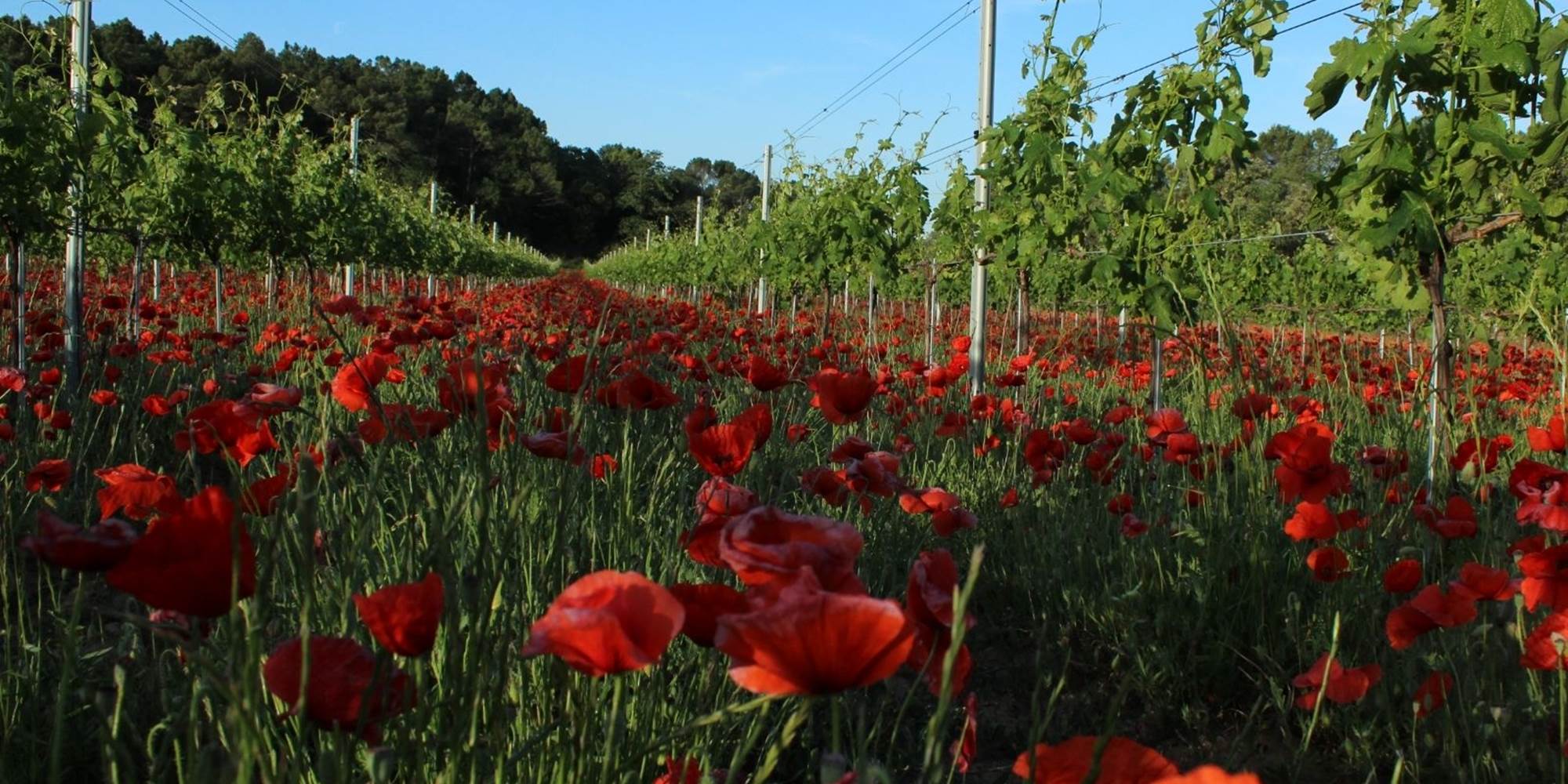 nature coquelicot