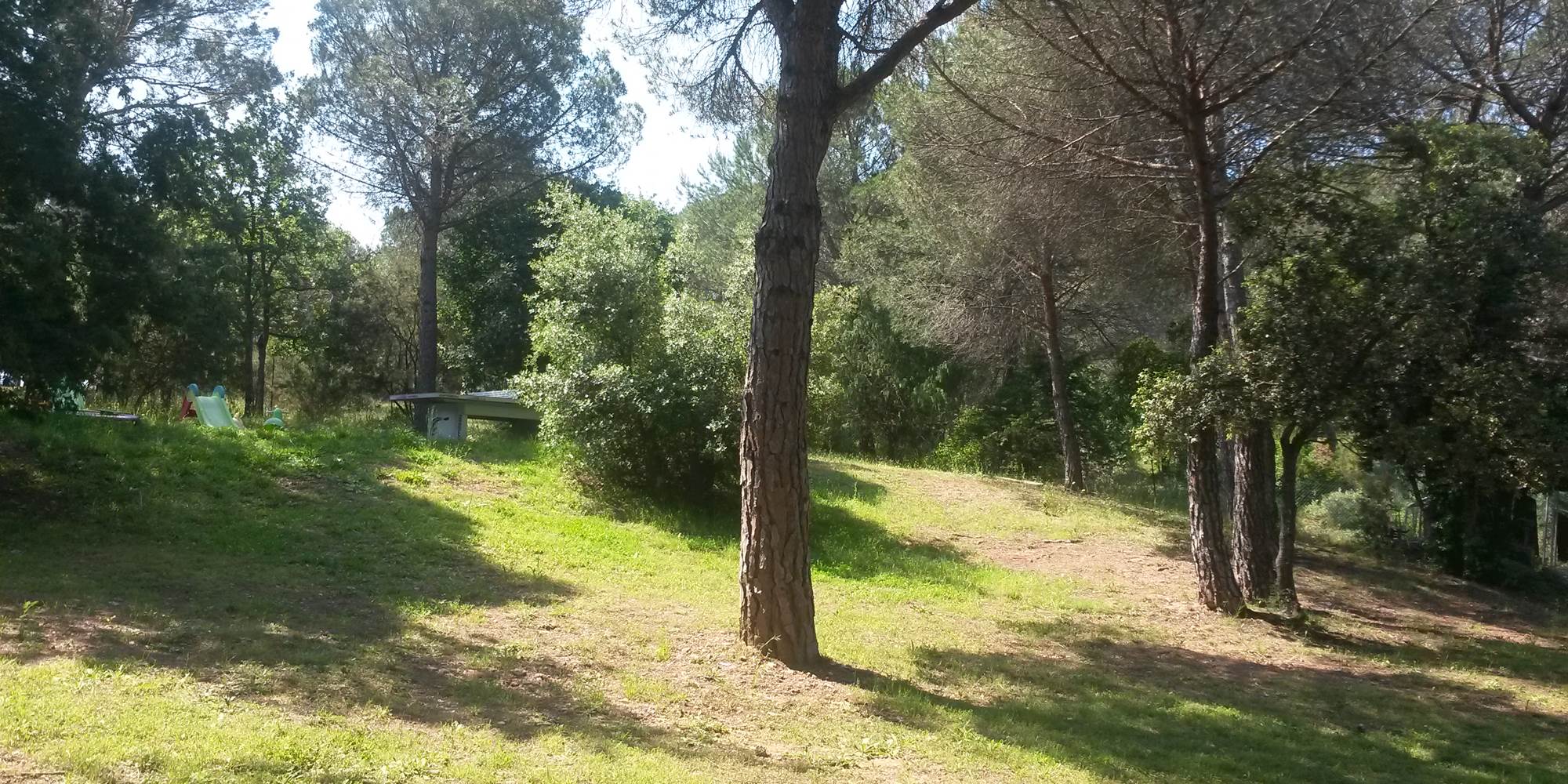 Pinède