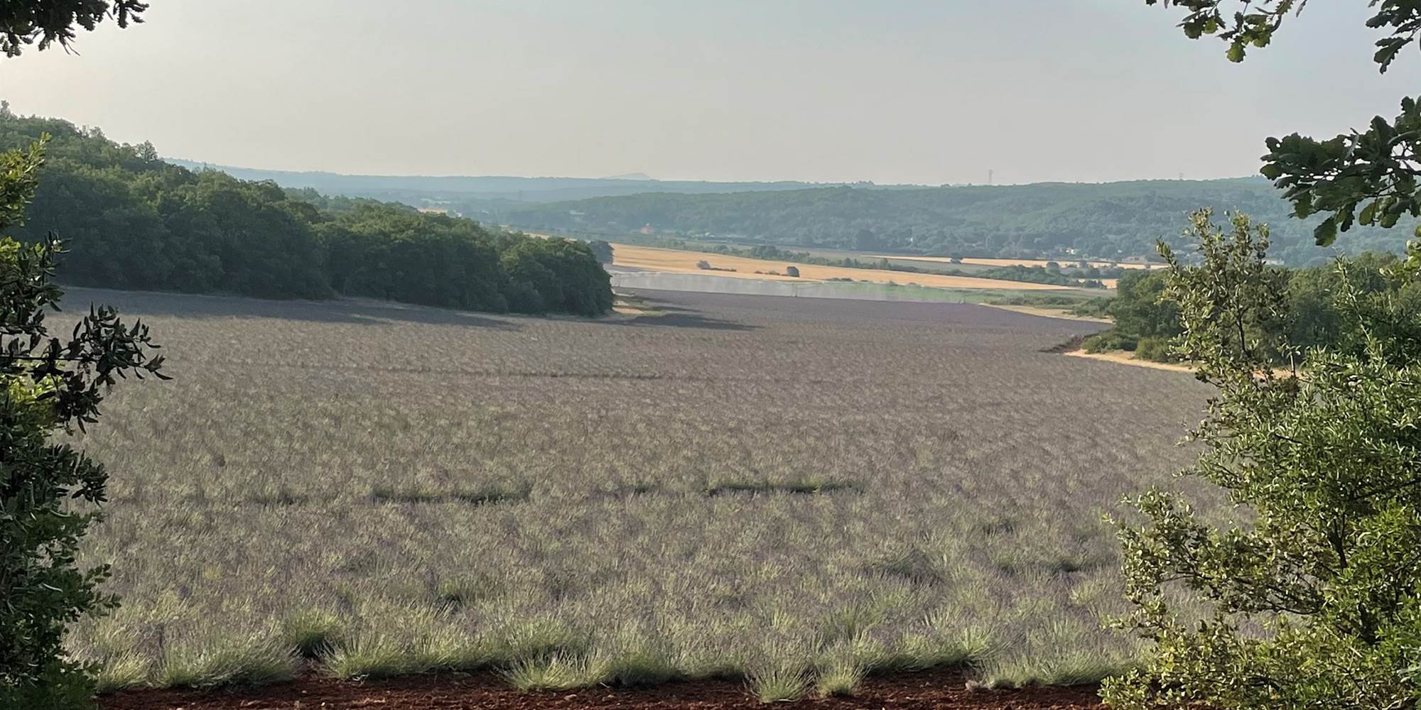 La Provence et ses champs de lavande
