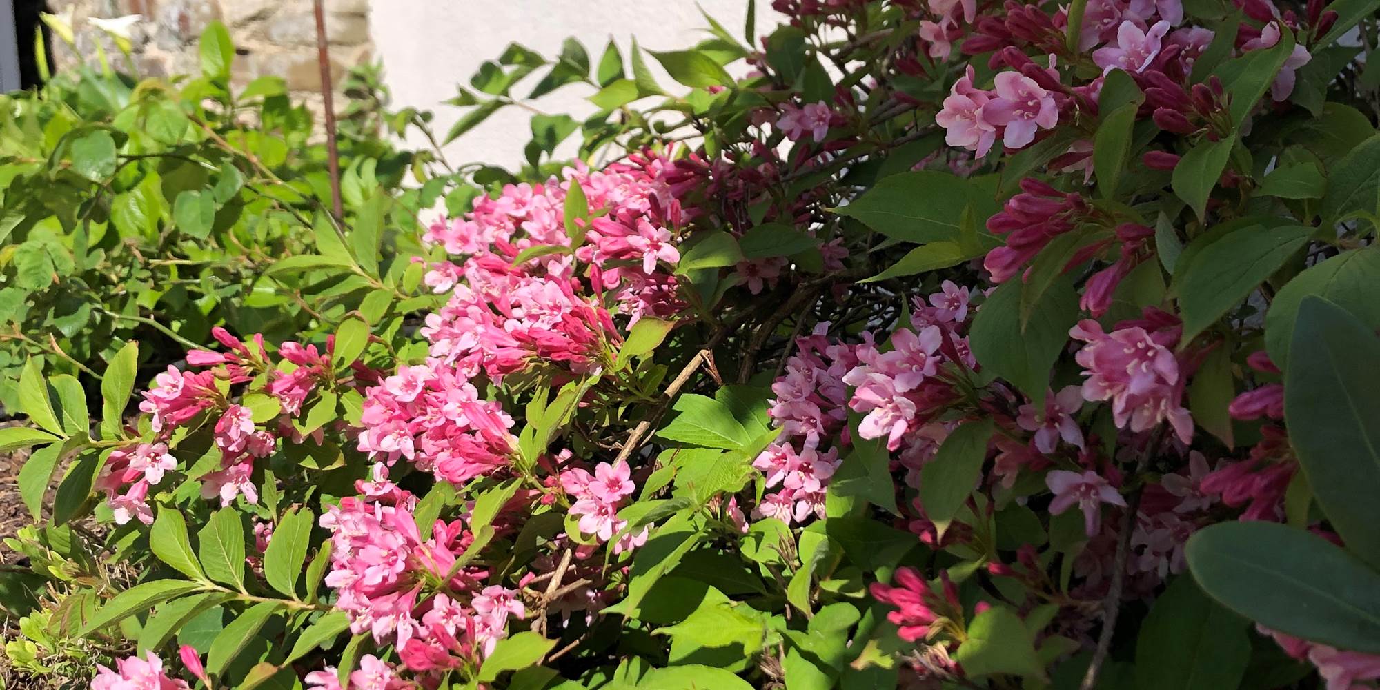 Jardin La Cotentine