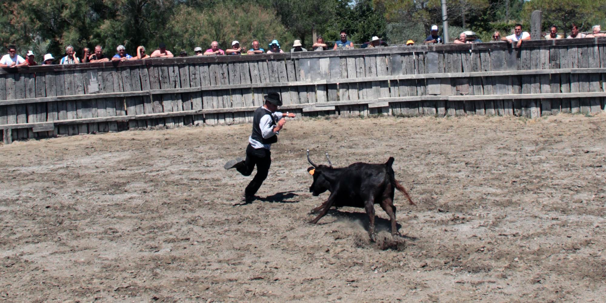Entraînement course camarguaise