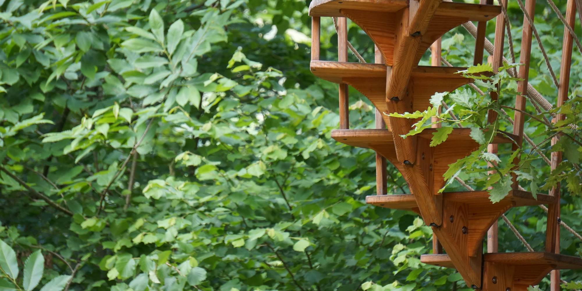 escalier qui s'enroule autour de l'arbre
