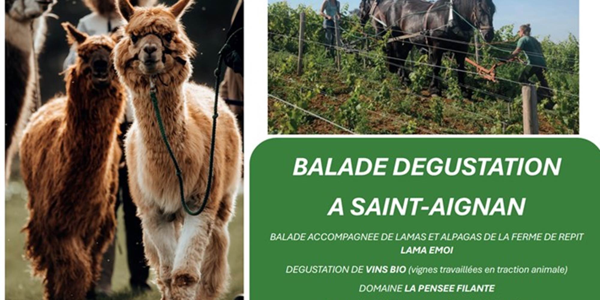 Balade dégustation de vin bio local à Saint-Aignan