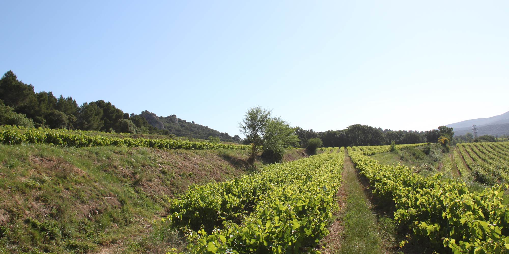Les vignes en terrasse