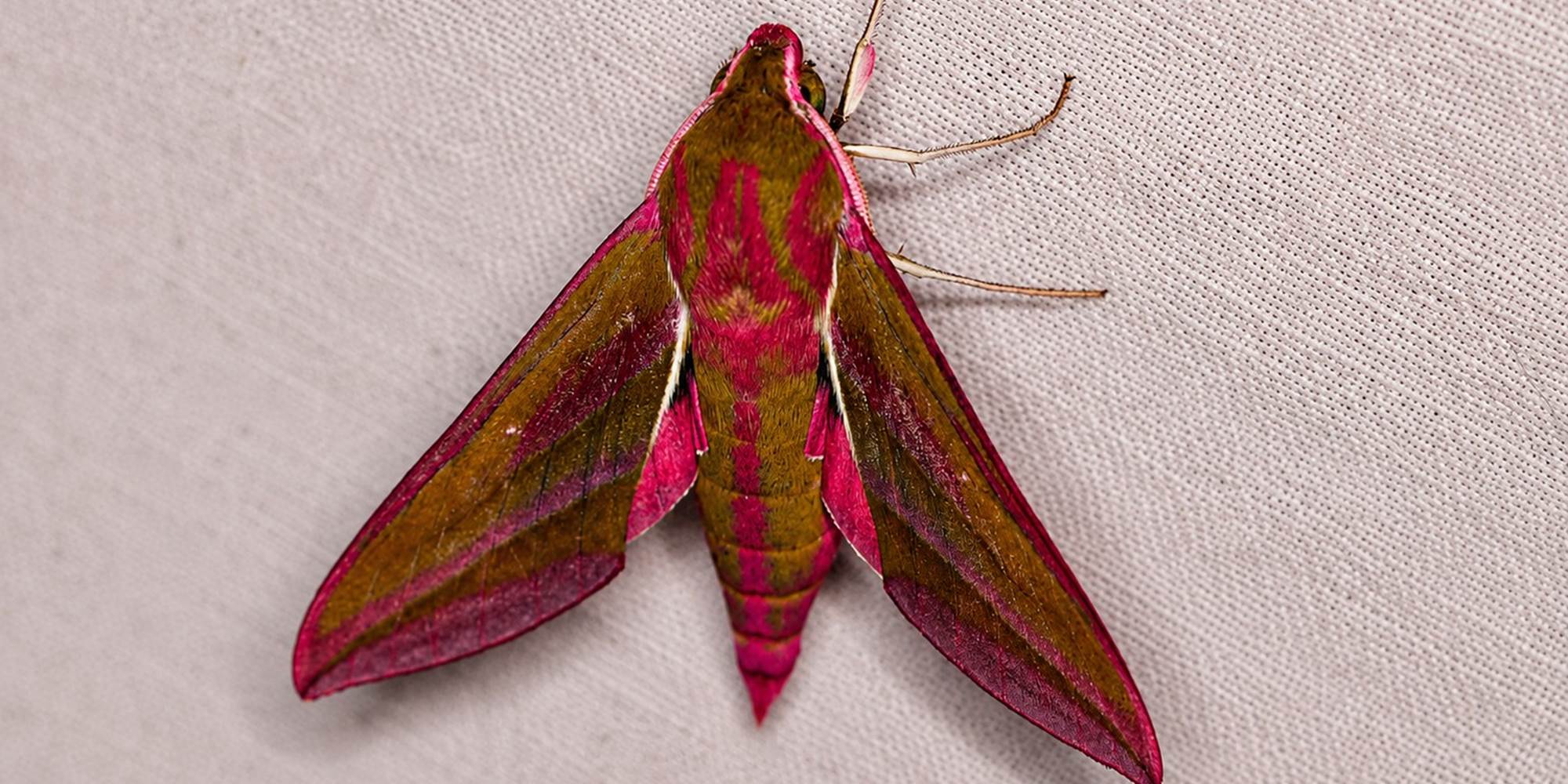 Soirée Papillon MDT