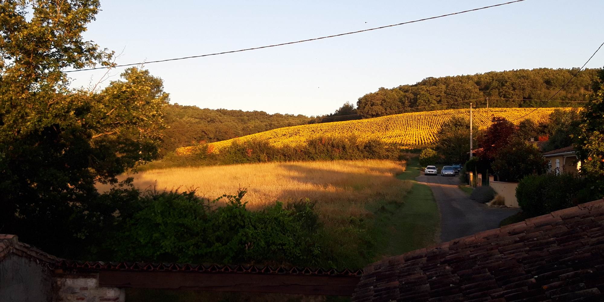 Les champs de tournesols en ouvrant la fenêtre au lever du jour.