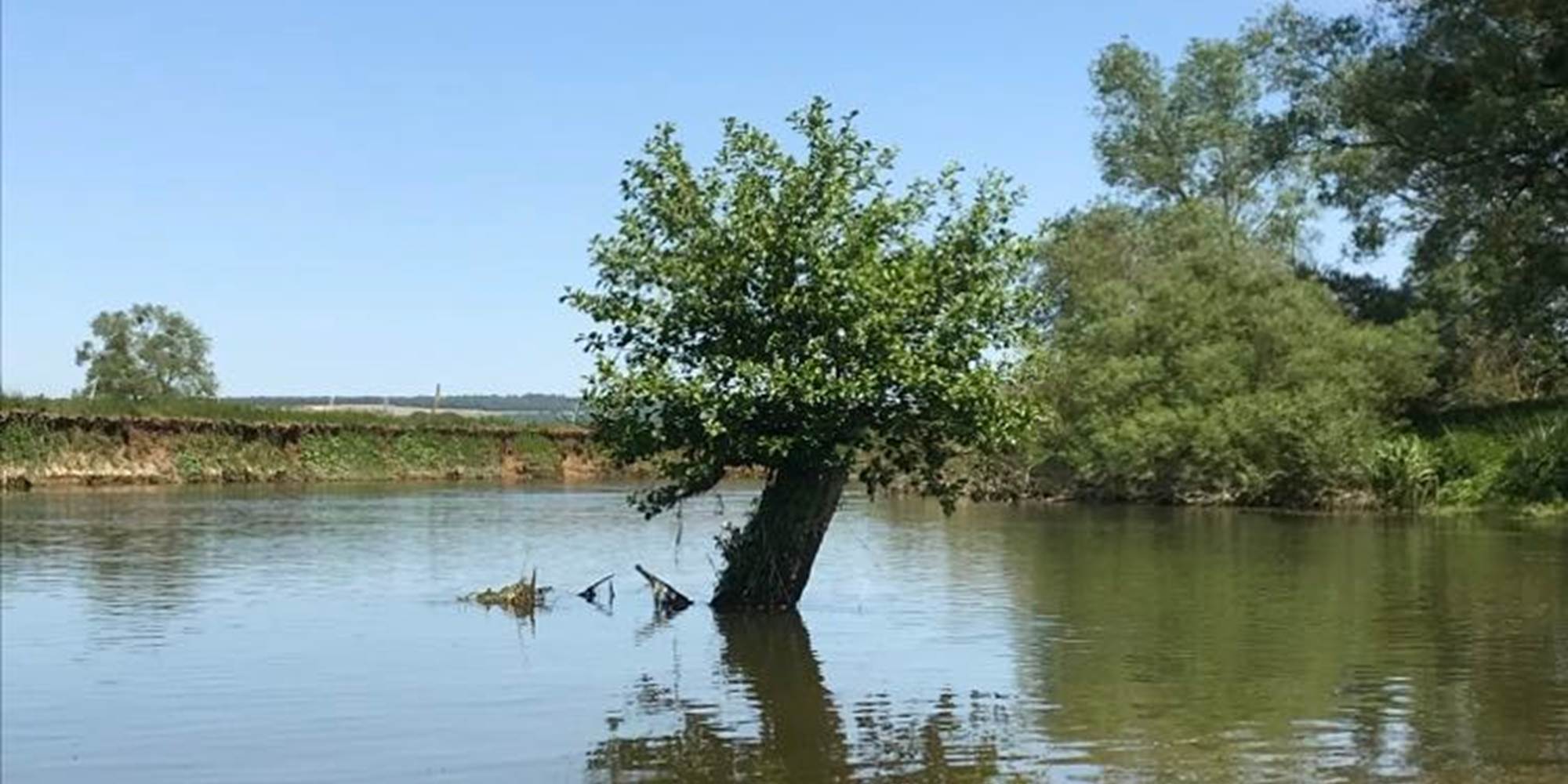 Arbre au milieu de meuse