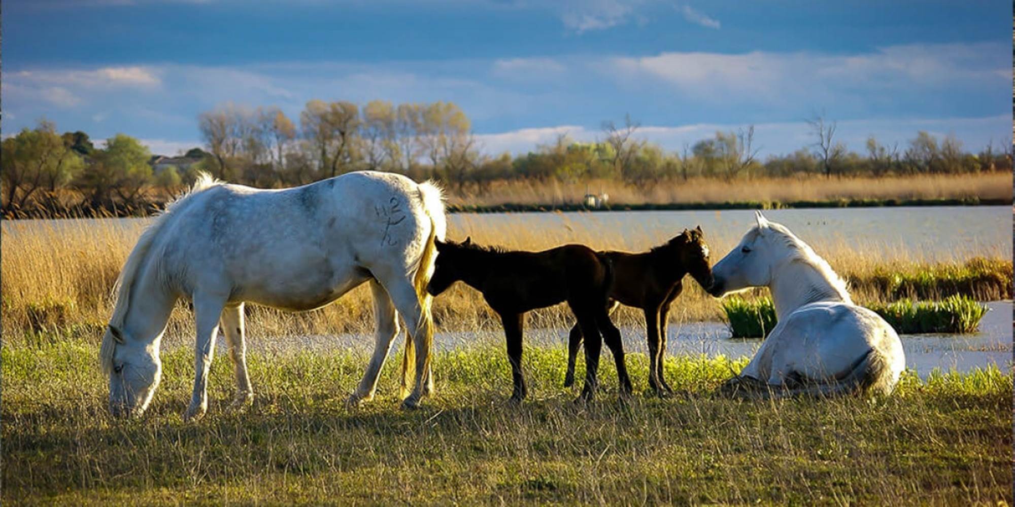 chevaux et poulains de Camargue