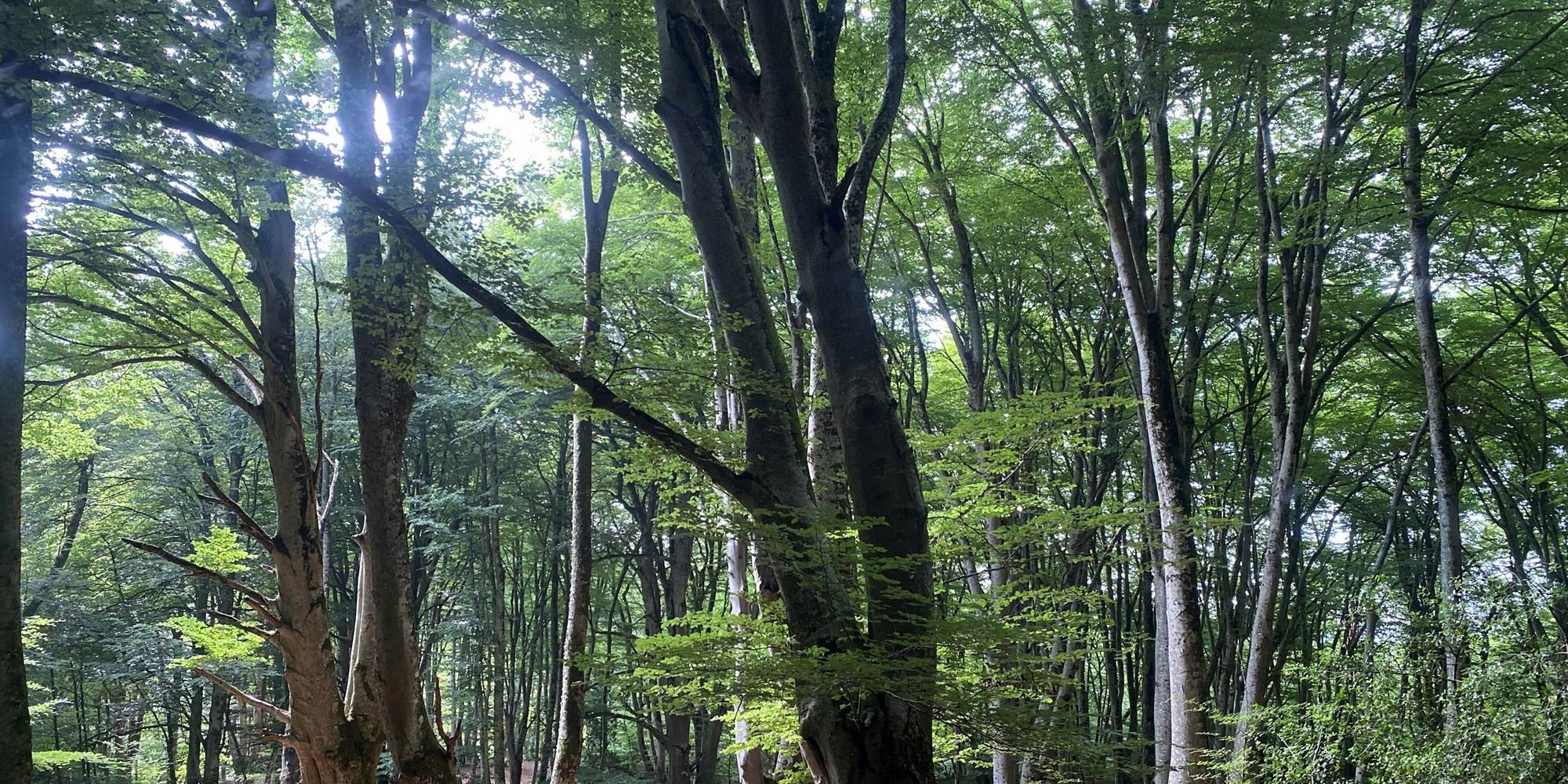 Foret Antichan de Frontignes, Col des Ares