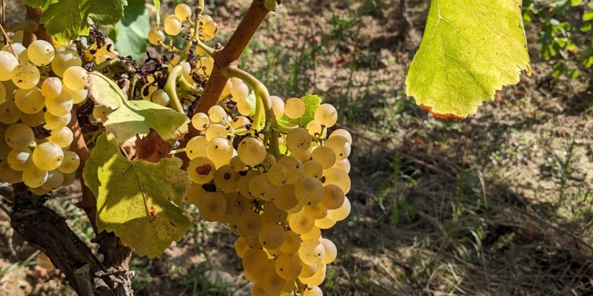 Grenache blanc cuvée tradition