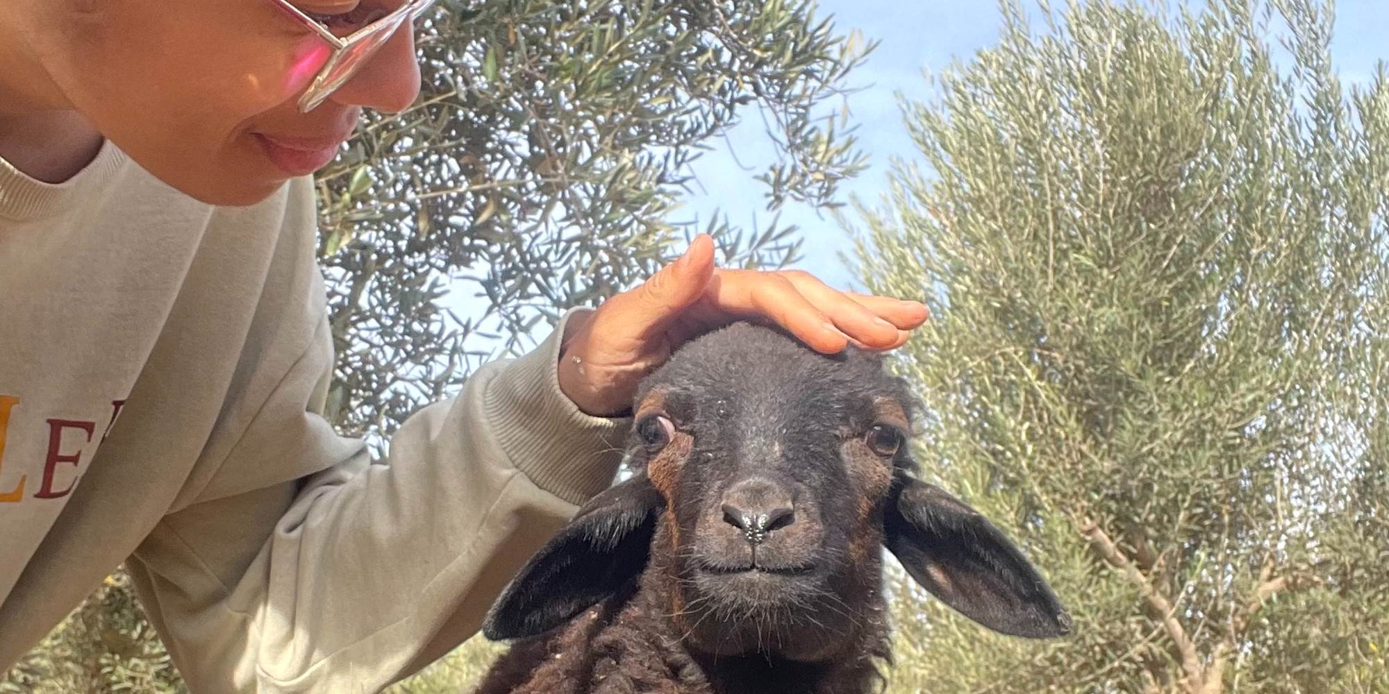 Nos moutons
