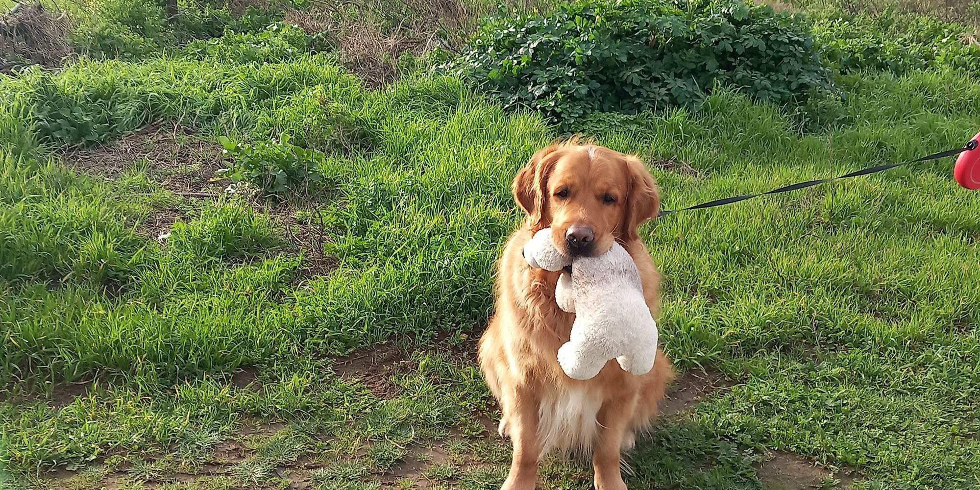 Animal de Compagnie bienvenue