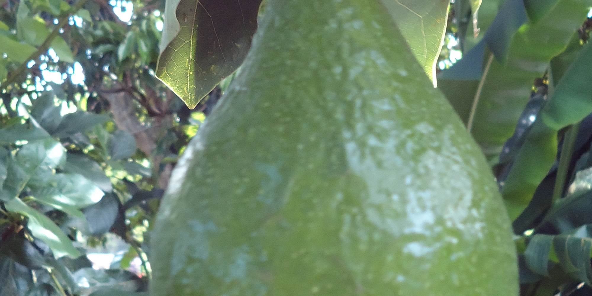 Avocat du jardin