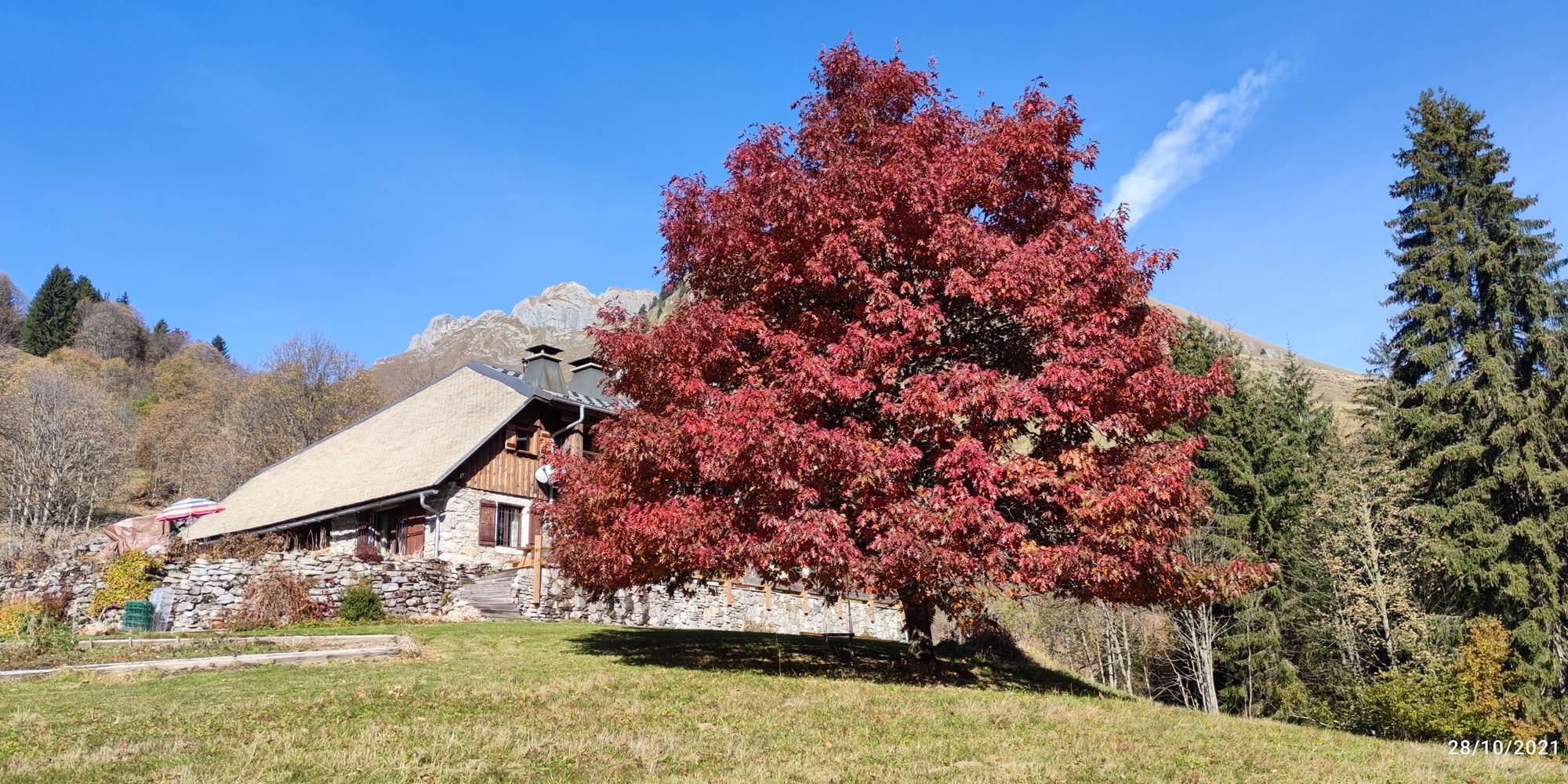 Le chêne d'amérique en automne