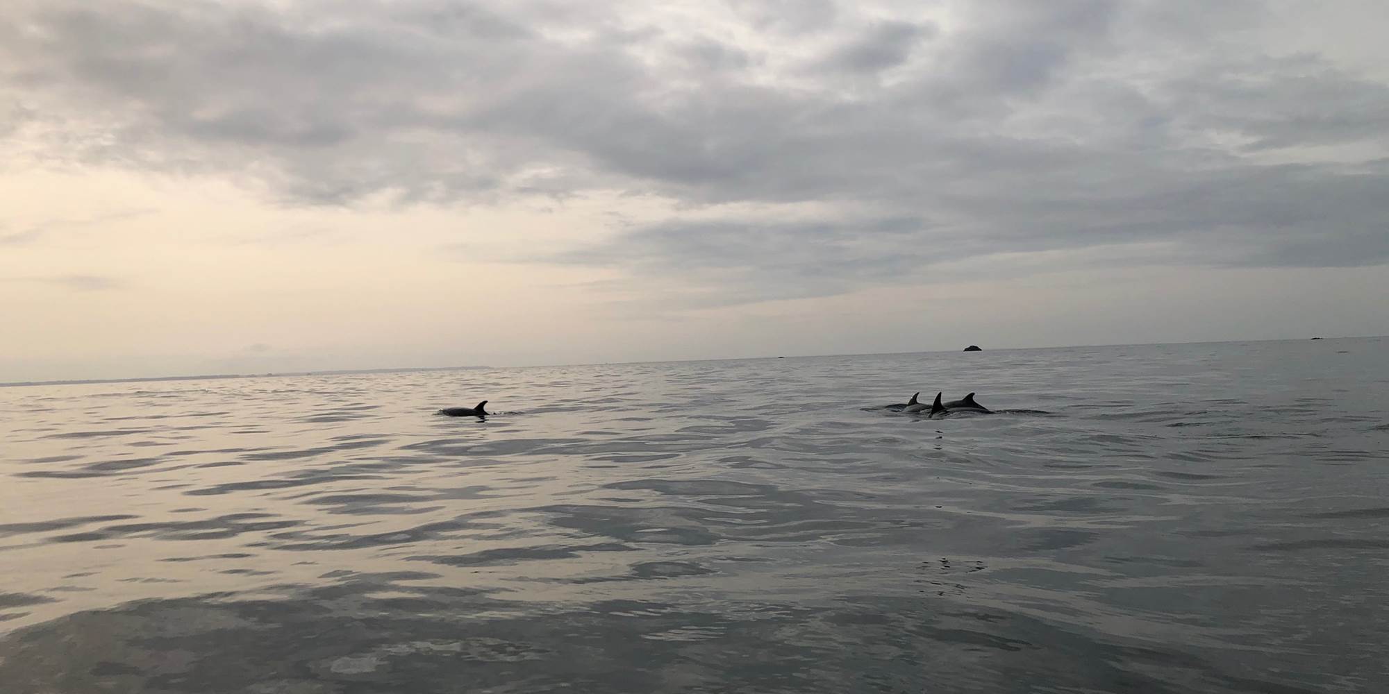 Pied à terre-Finistère Nord-dauphins-mer d'Iroise-Archipel Excursions-Terre d'Iroise