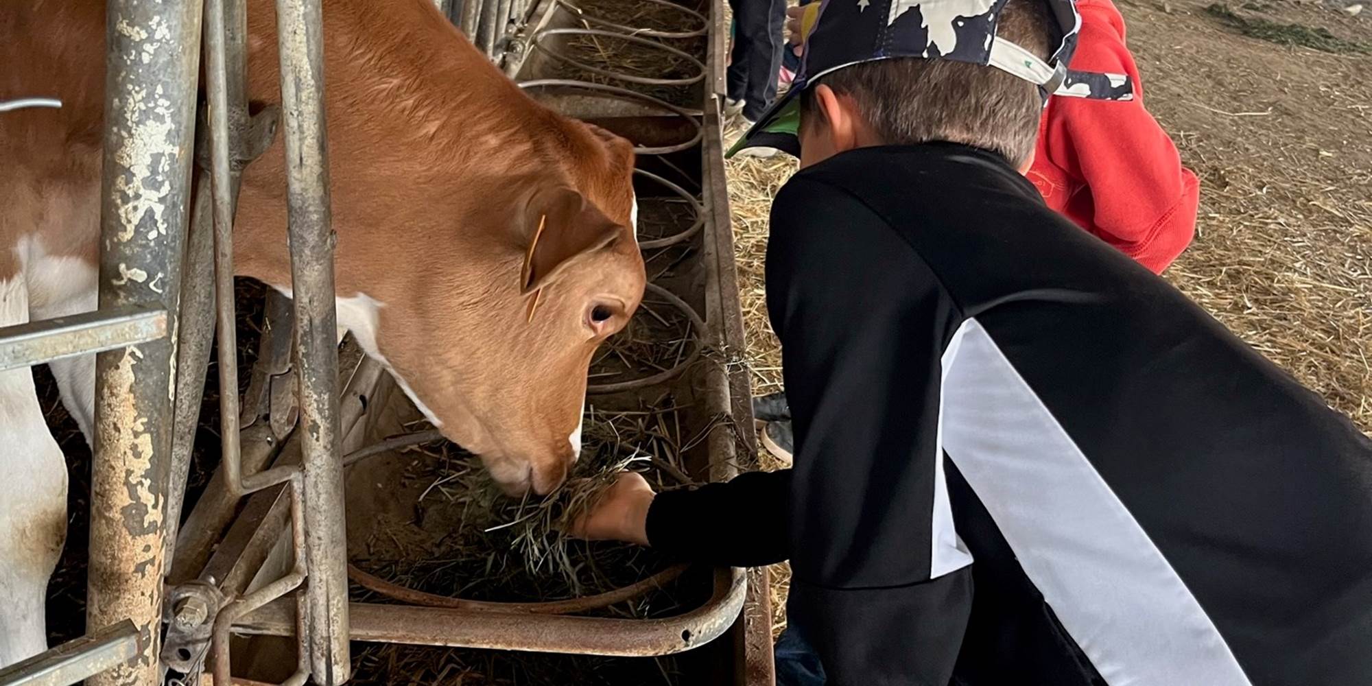 la ferme des delices foreziens, ferme pedagogique,vache, foin, stabulation,visites familles,enfants, adultes,st cyr les vignes, loire forez, 42.jpg
