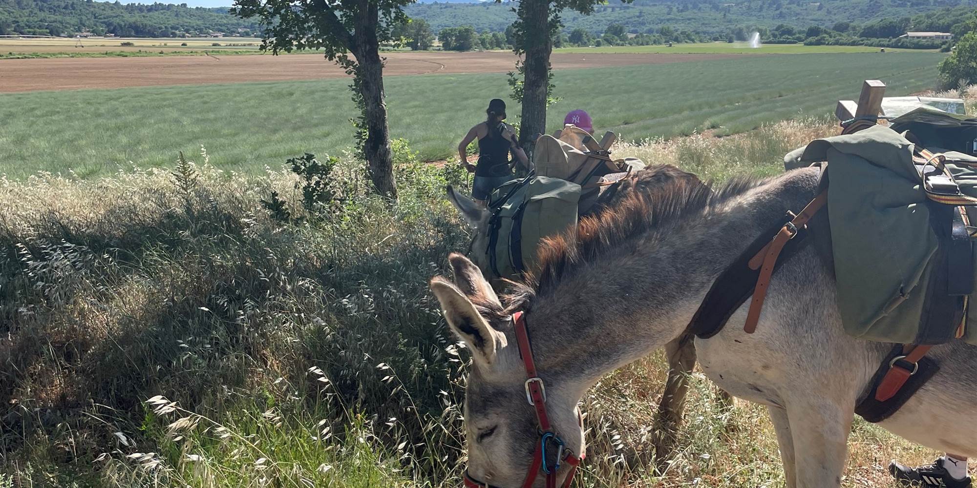 Séjour de randonneurs accompagnés par des ânes
