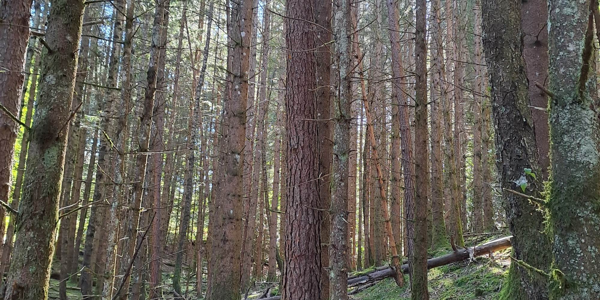 leschaumieresdebrameix foret
