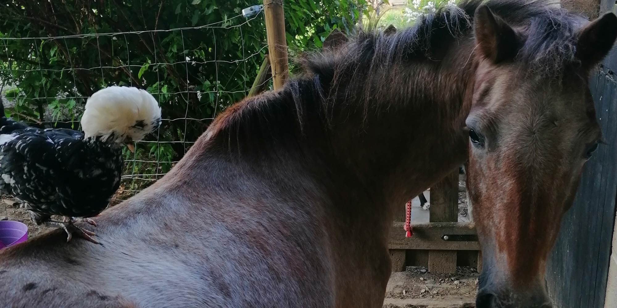 Mabelle + Pioupiou