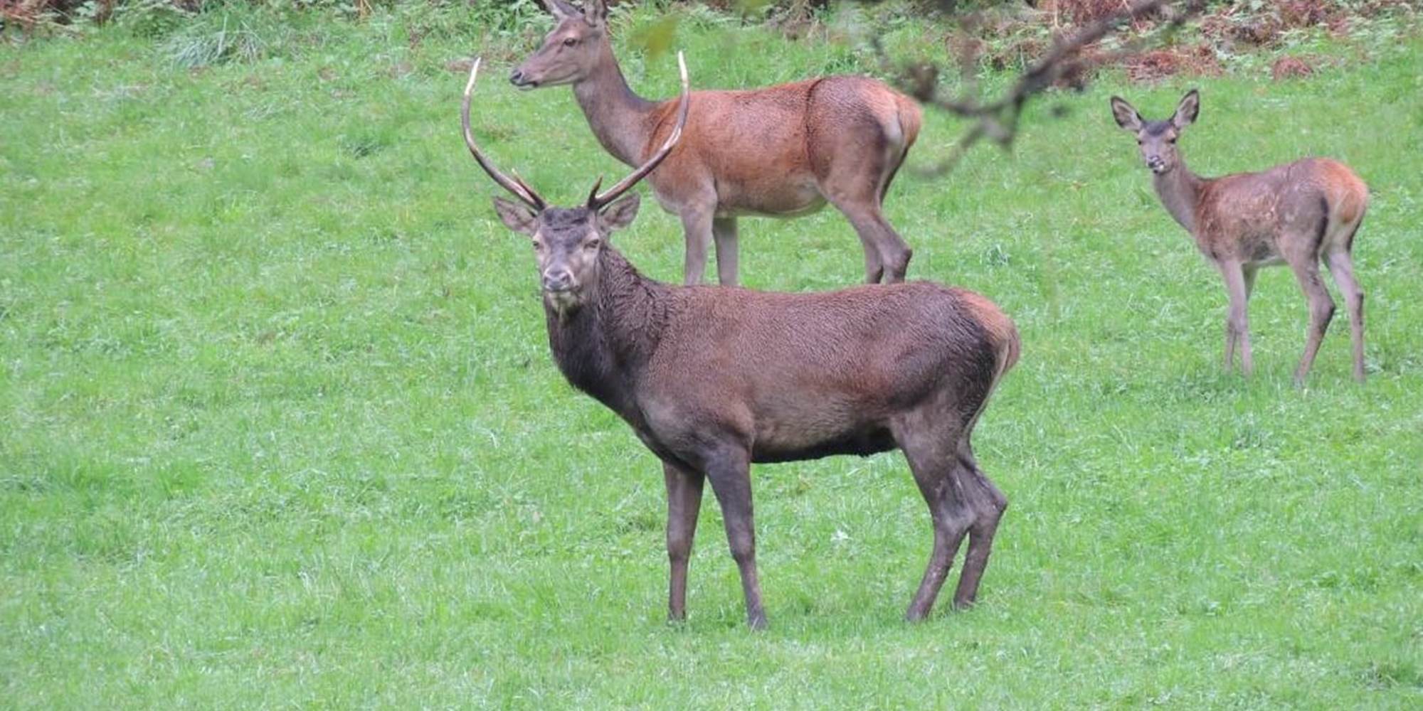 cerf