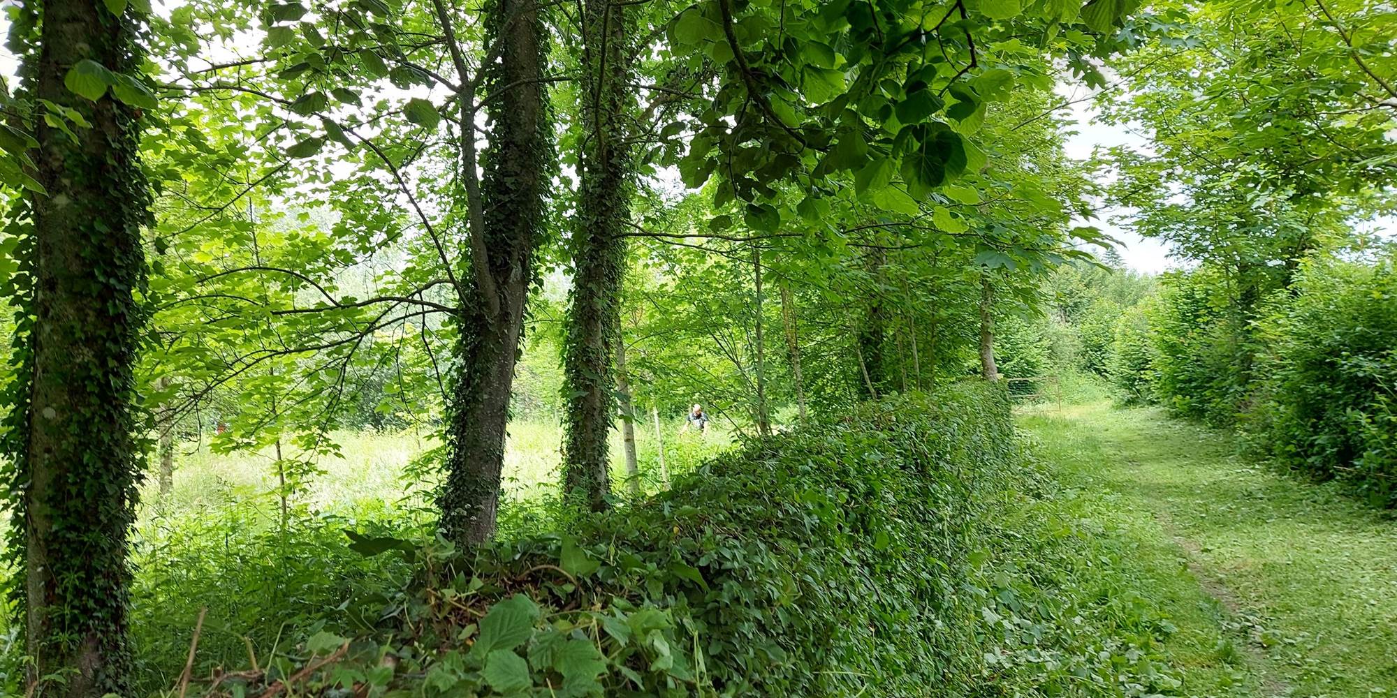 Chemin de promenade autour du gîte, idéal pour profiter du calme, de la verdure et des paysages typiques du Pays des 7 Vallées.