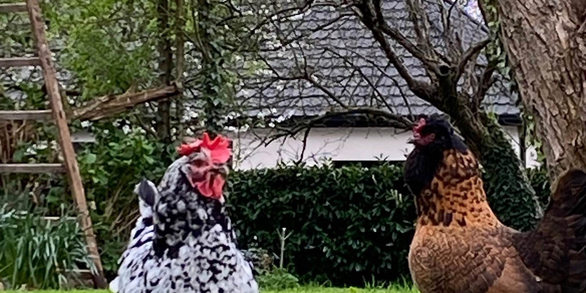 poules 2