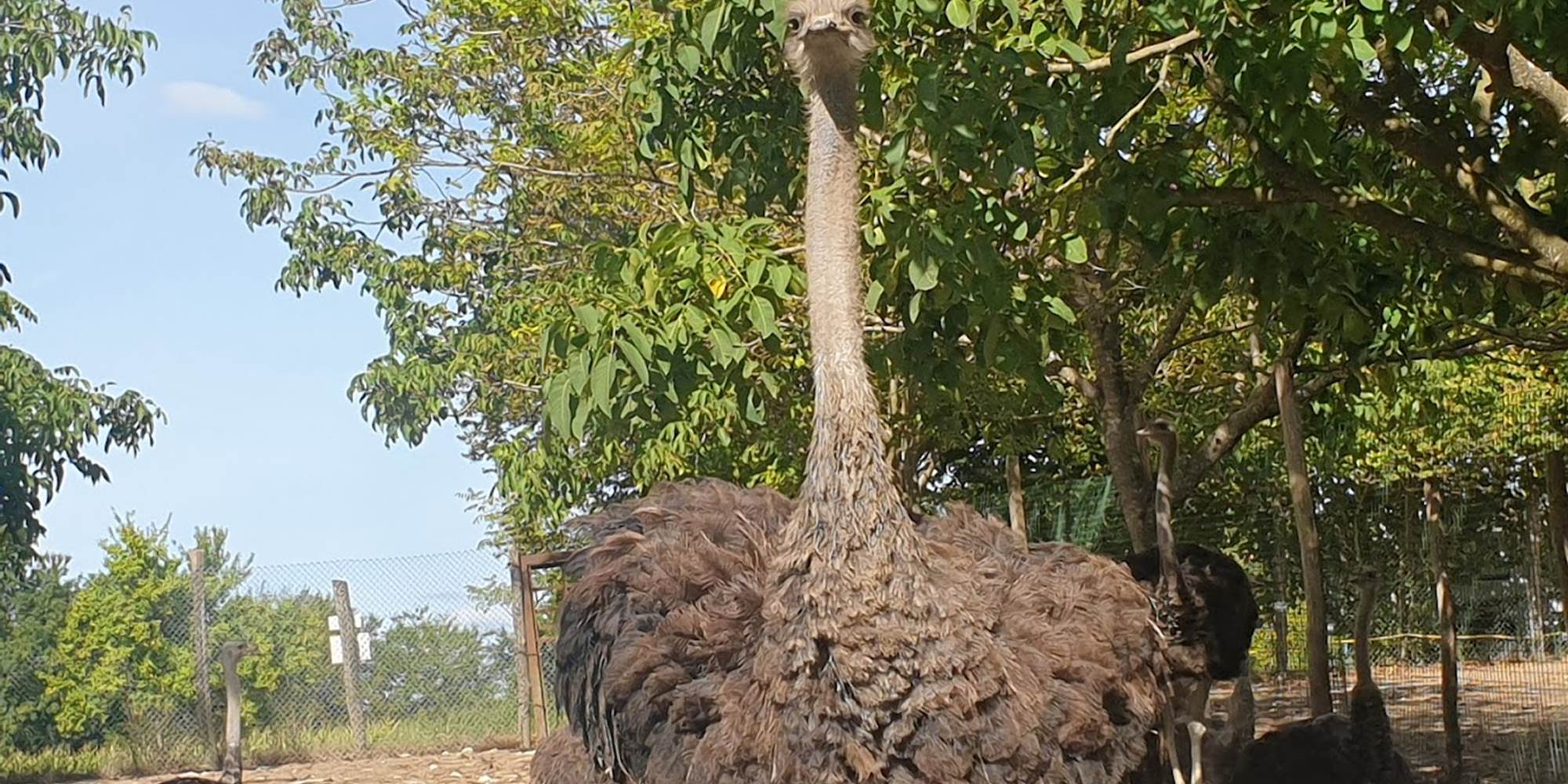 Ferme LaFayas Fabrice Rabouan (2)