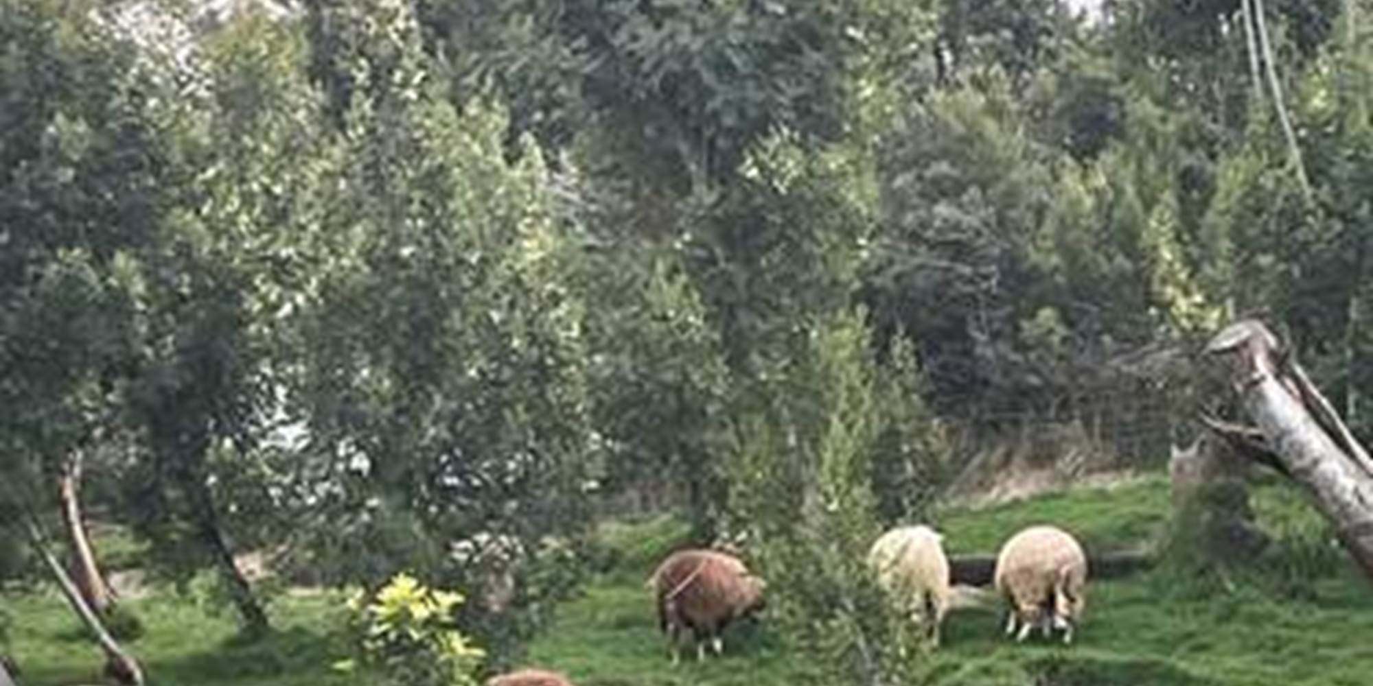 Les moutons blancs et noirs dans la prairie boisée