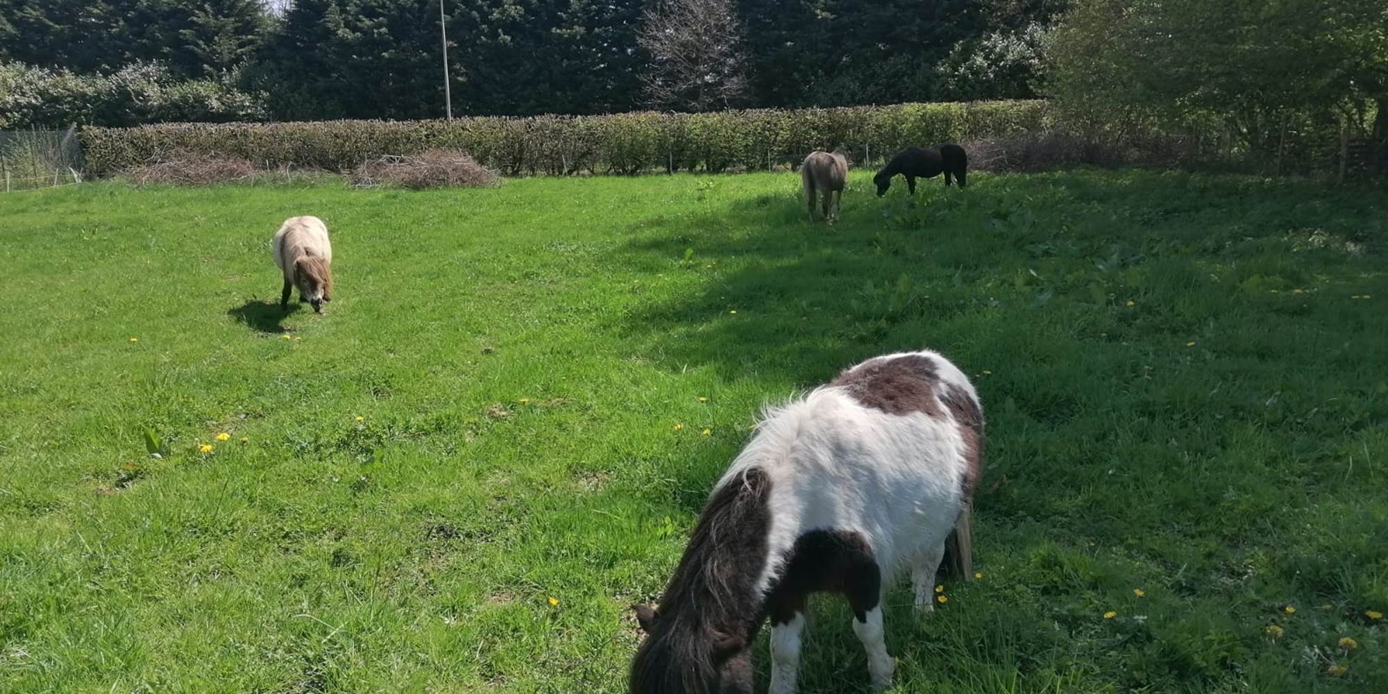 Poneys