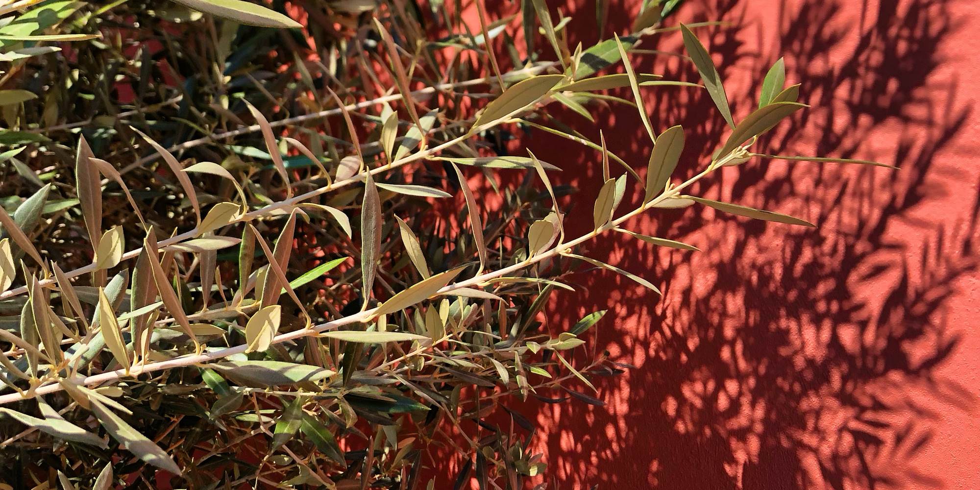 Jardin La Cotentine