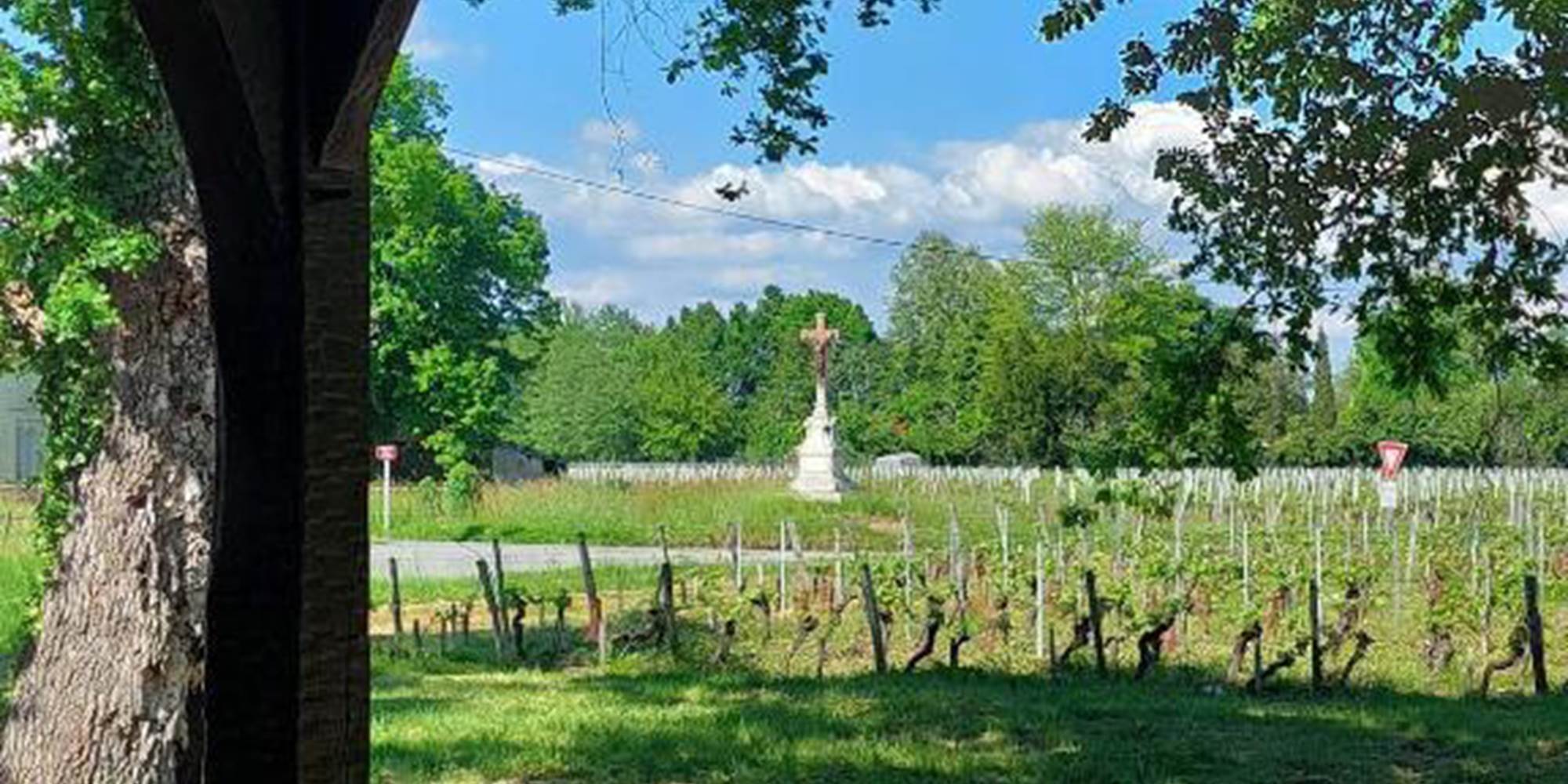 Vignes des Capucins au printemps