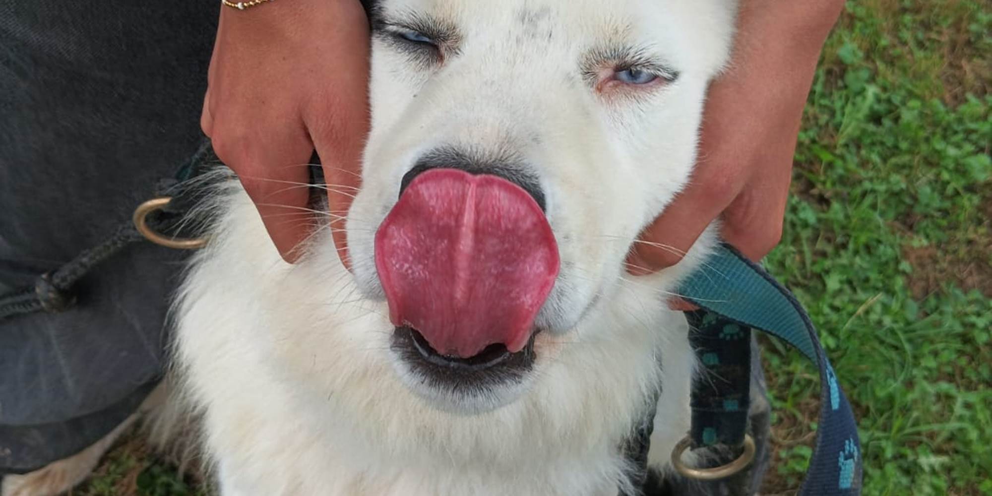 Découverte de l'anatomie du chien ?