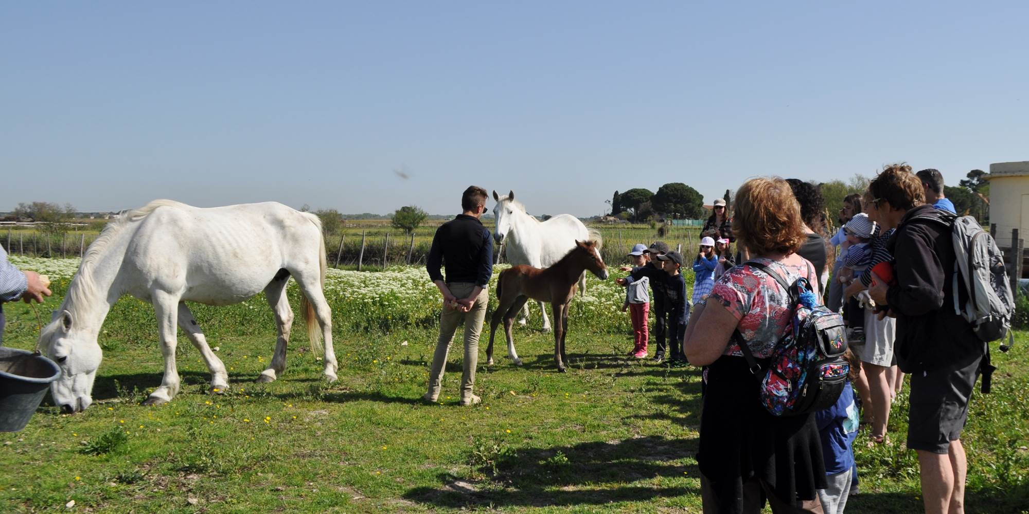 Au printemps...c'est la venue des poulains