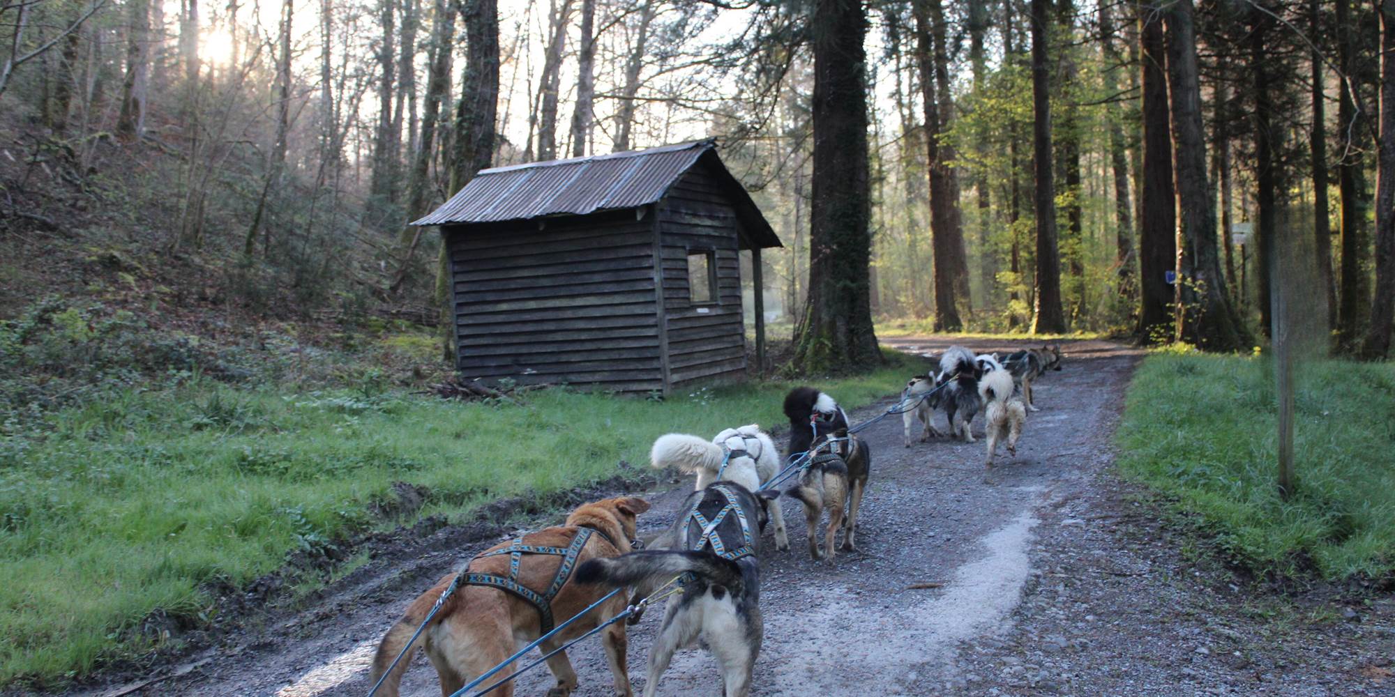 Cani-kart en grand attelage