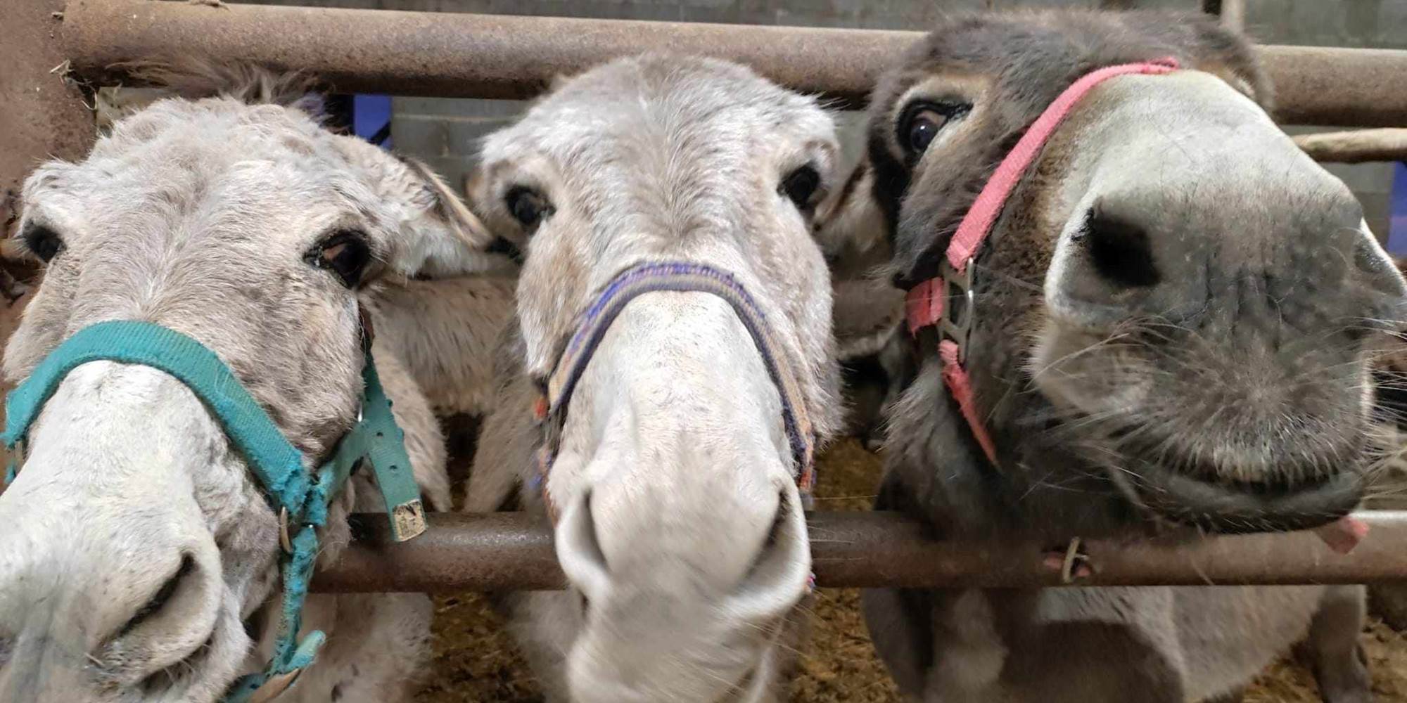 Les ânes attendent des carottes