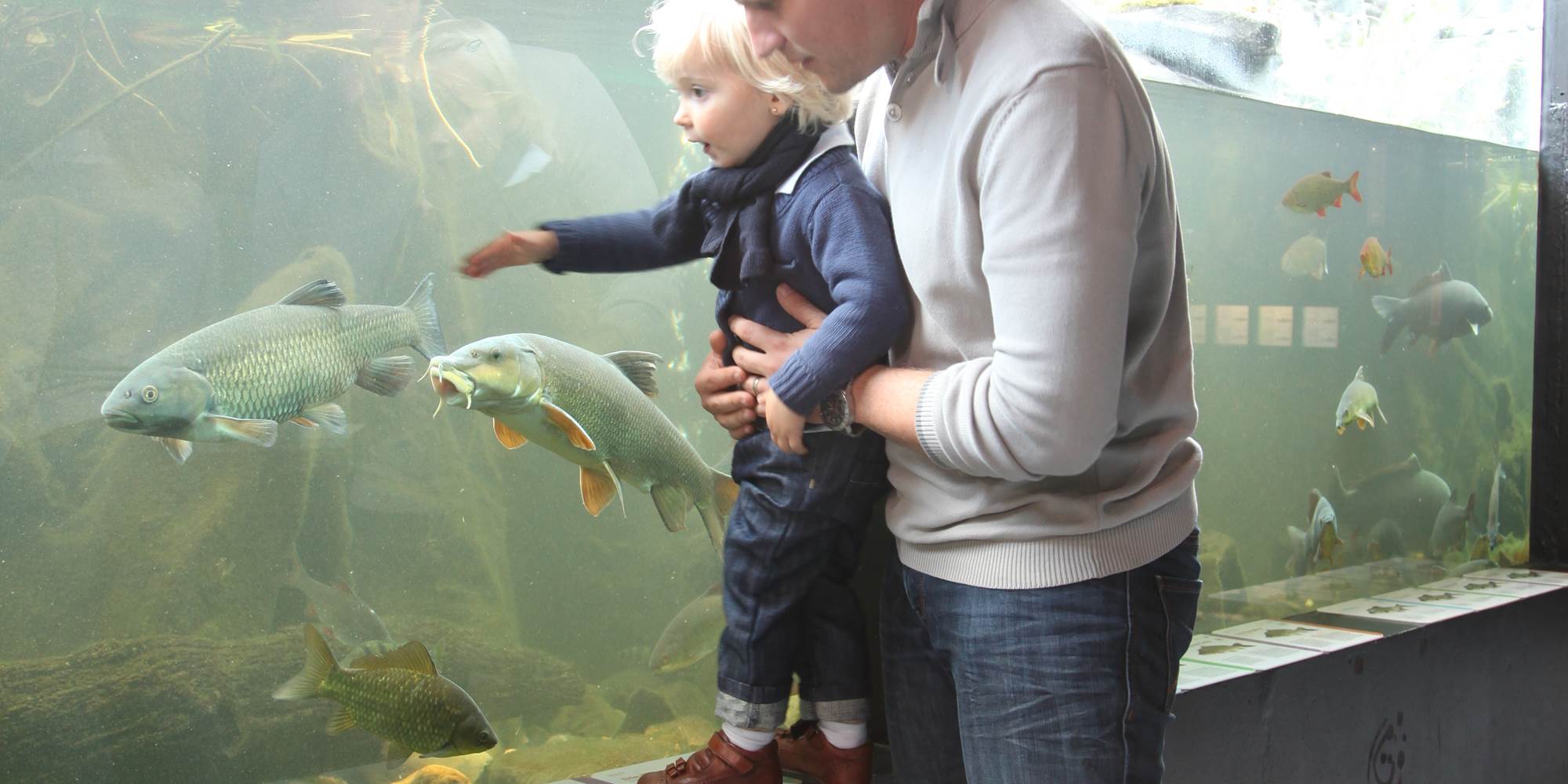 aquarium-eau-douce