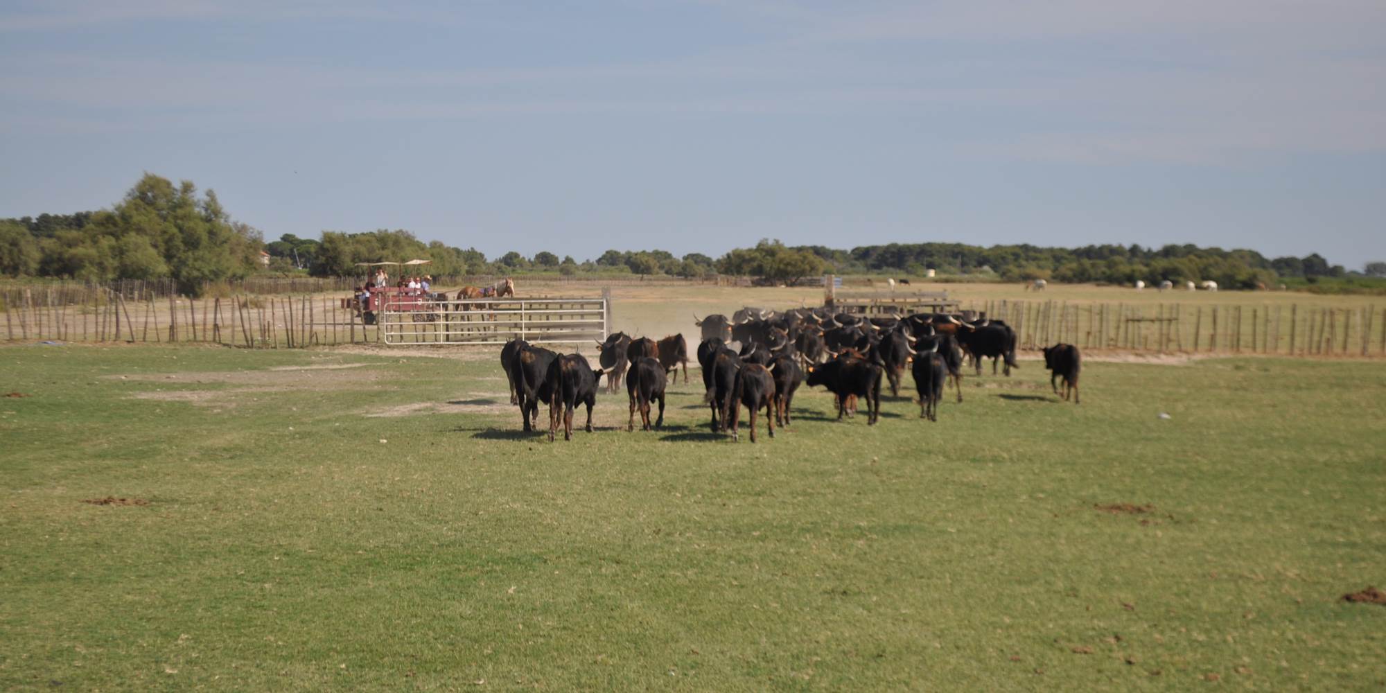 Visite en calèche en été