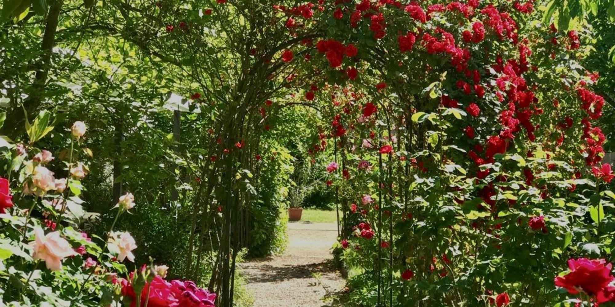 Allée de roses
