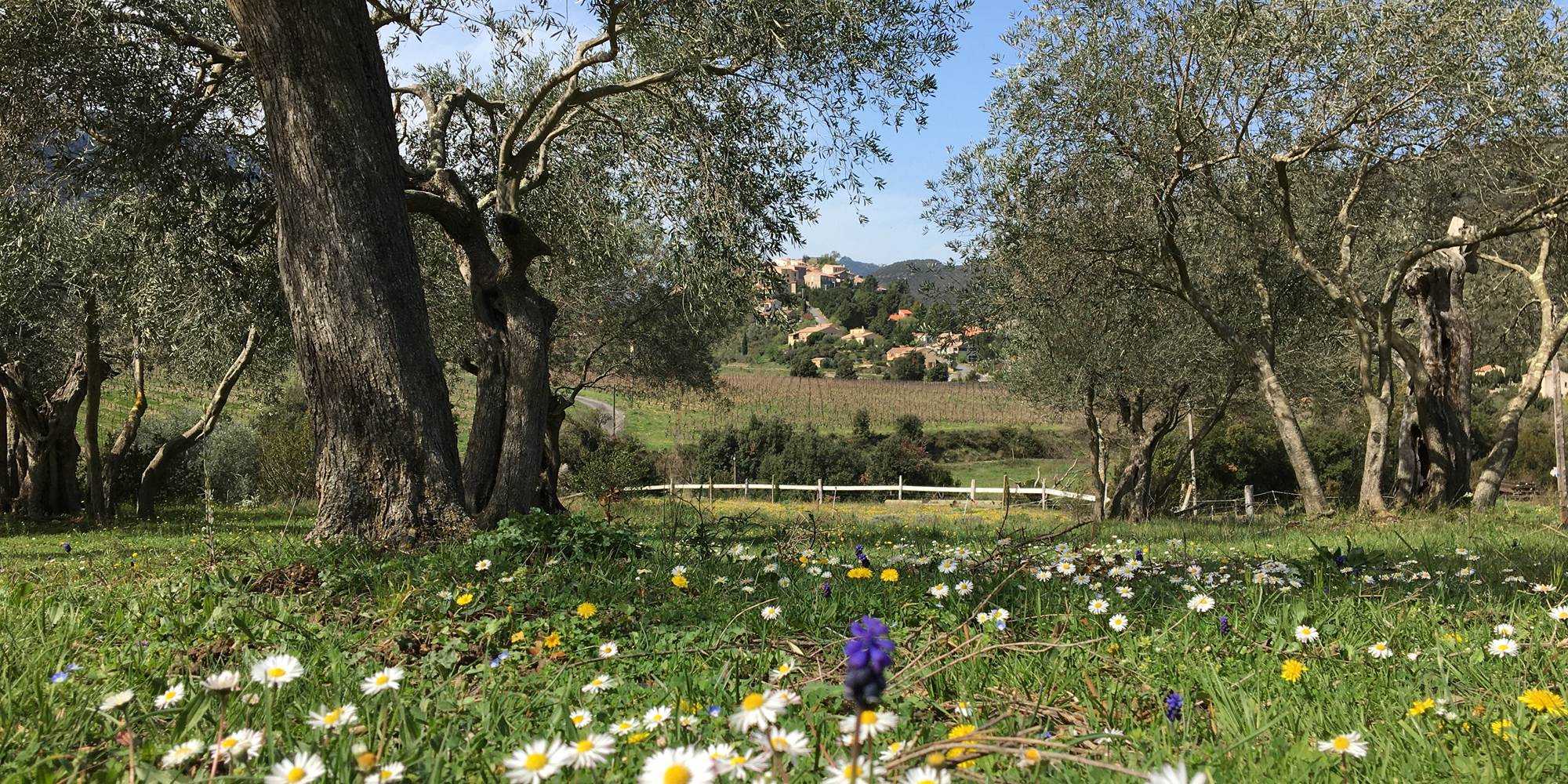Vue sur le village de Cucugnan