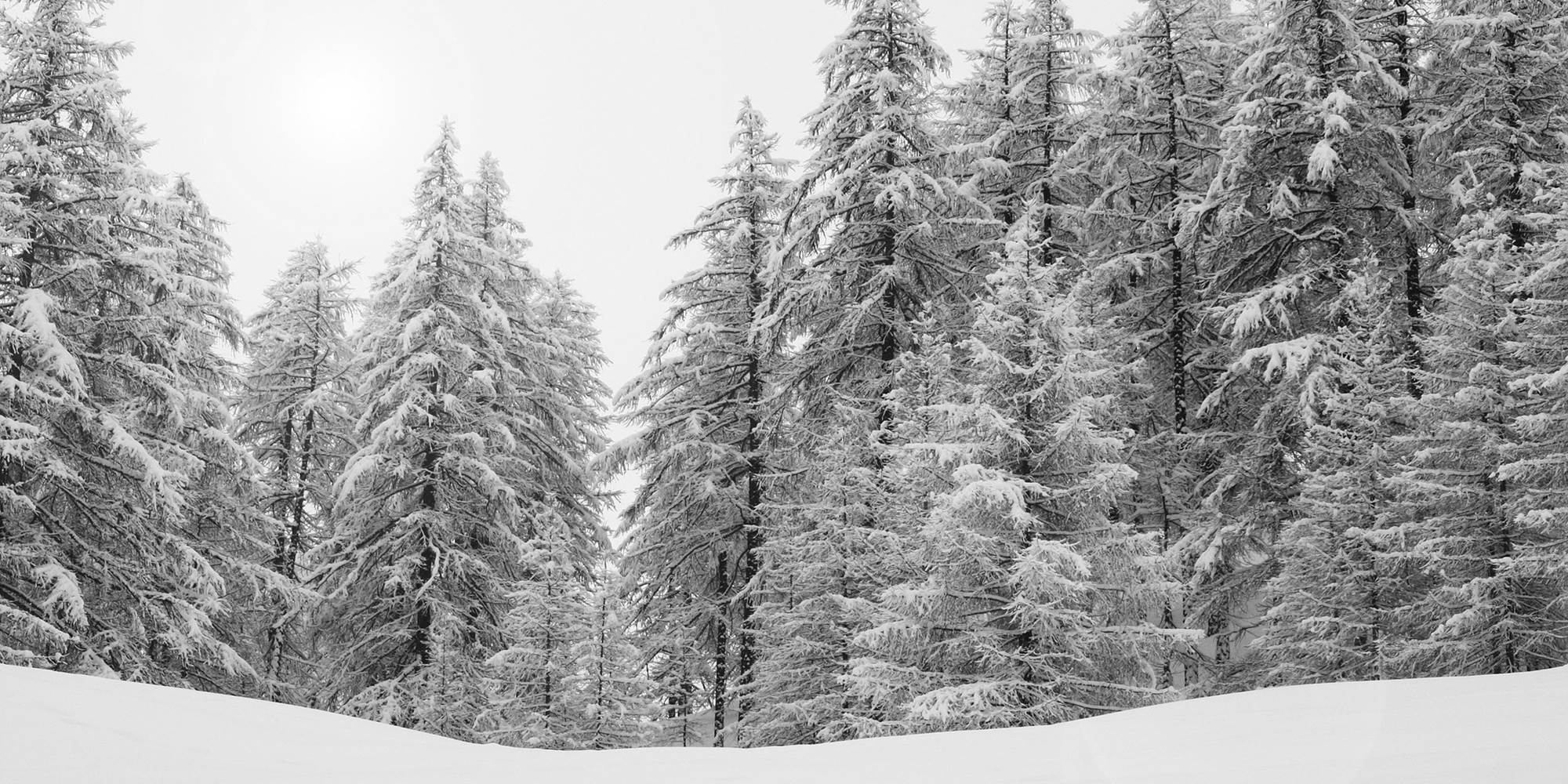forest-588717_1920