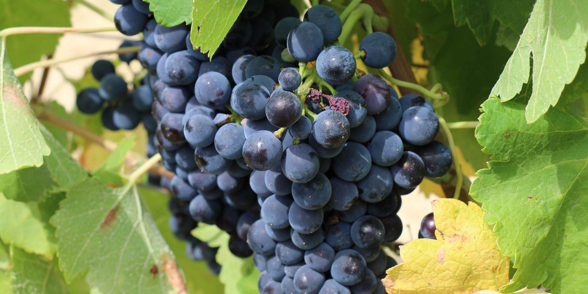 Grappe de Syrah