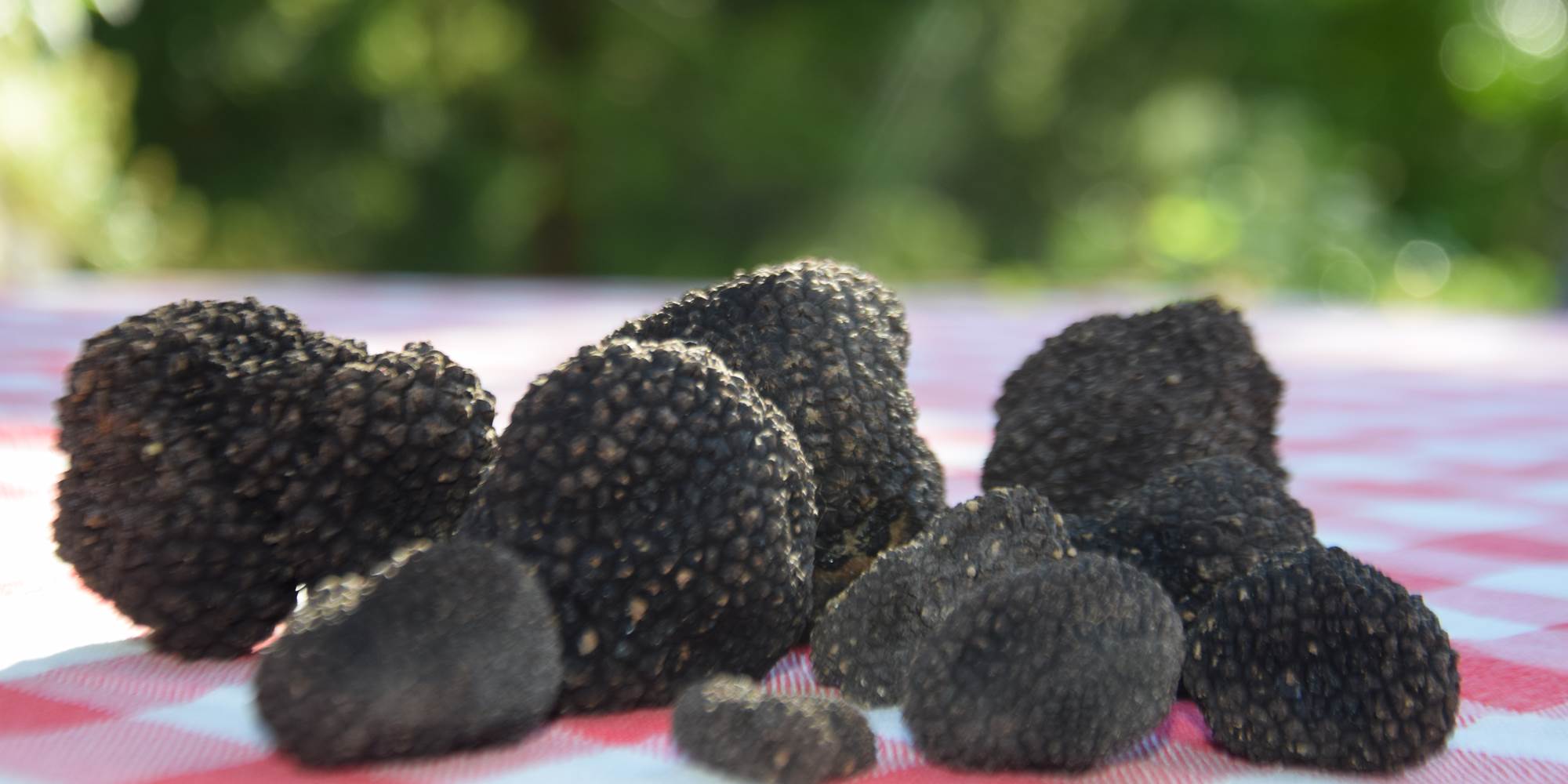 Récolte de truffes