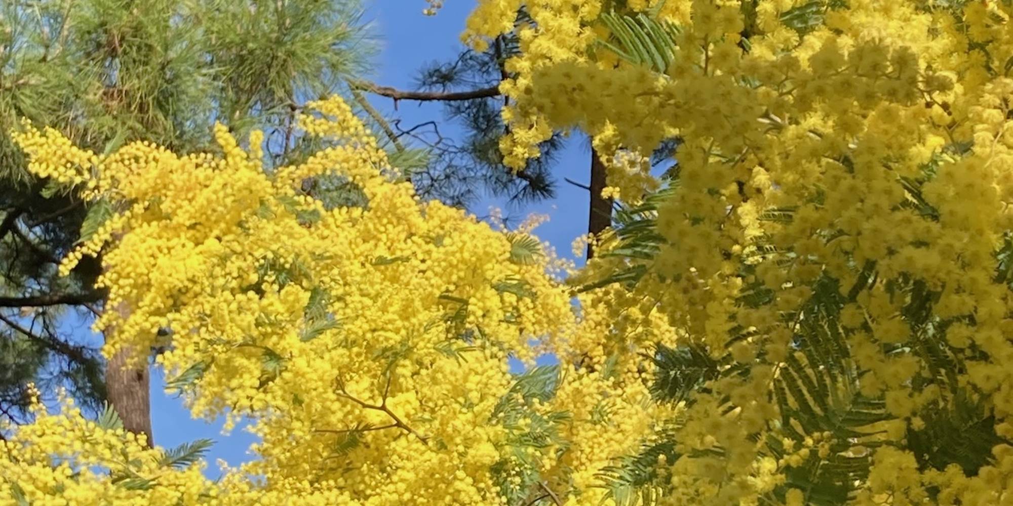 Mimosas en février