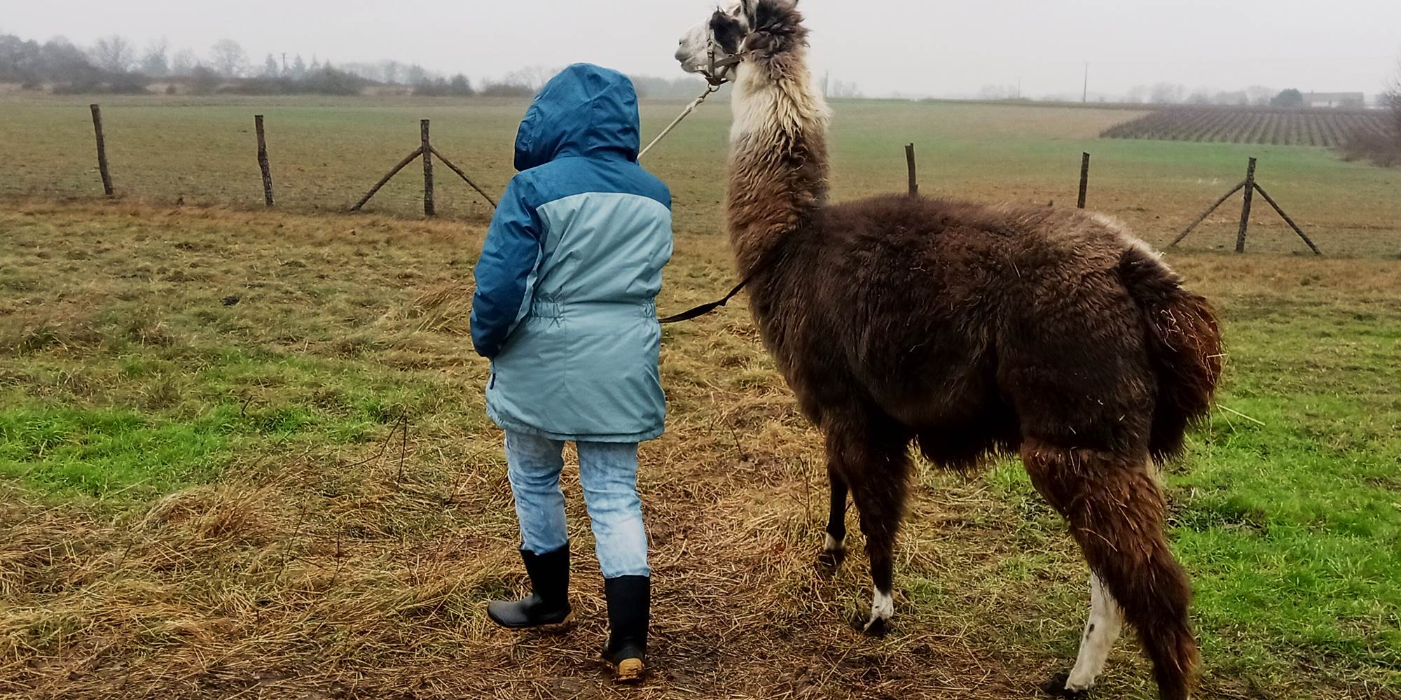 Vivez l'exclusivité à la ferme des lamas et alpagas