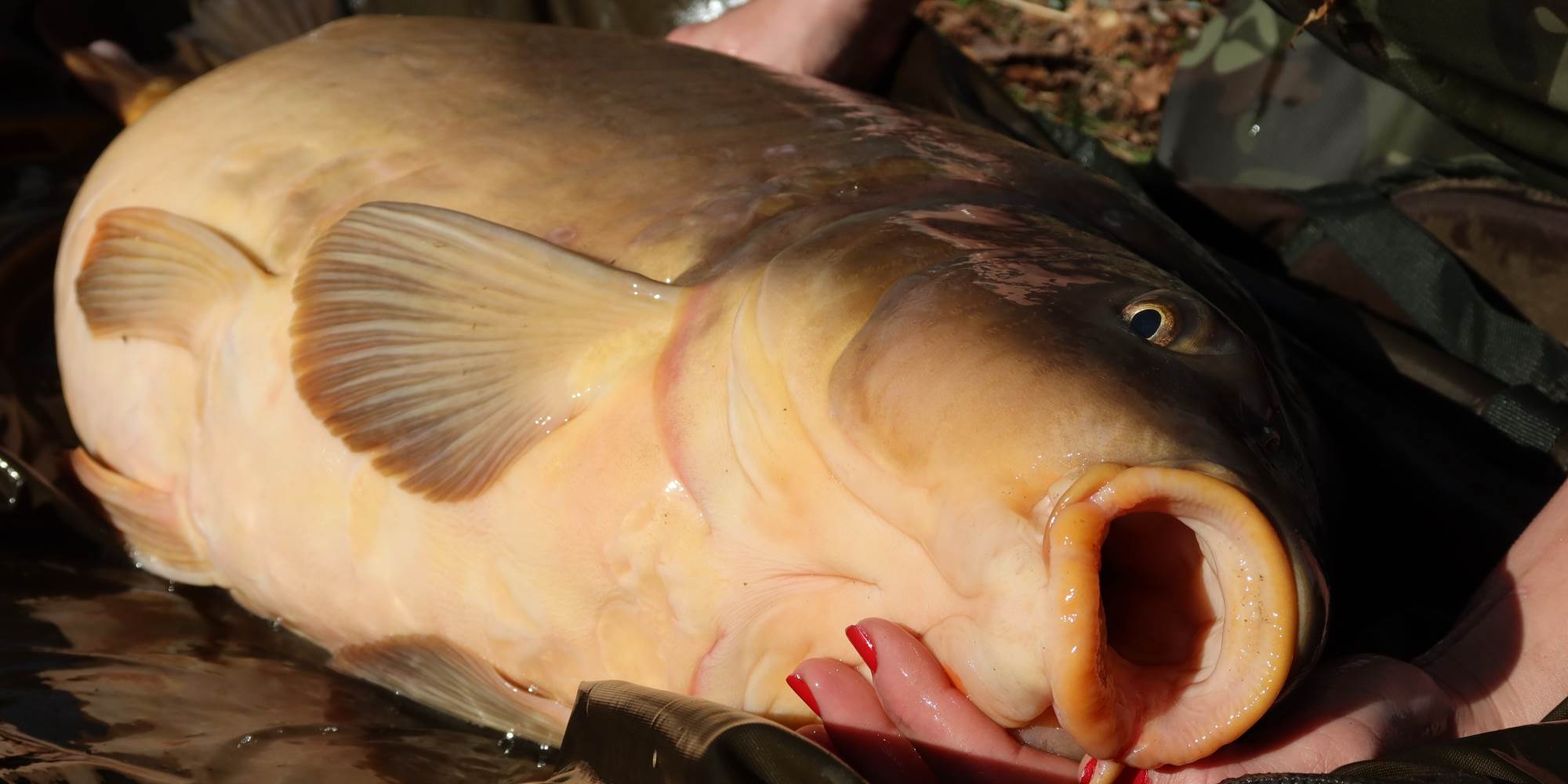 bouche soignée 2023