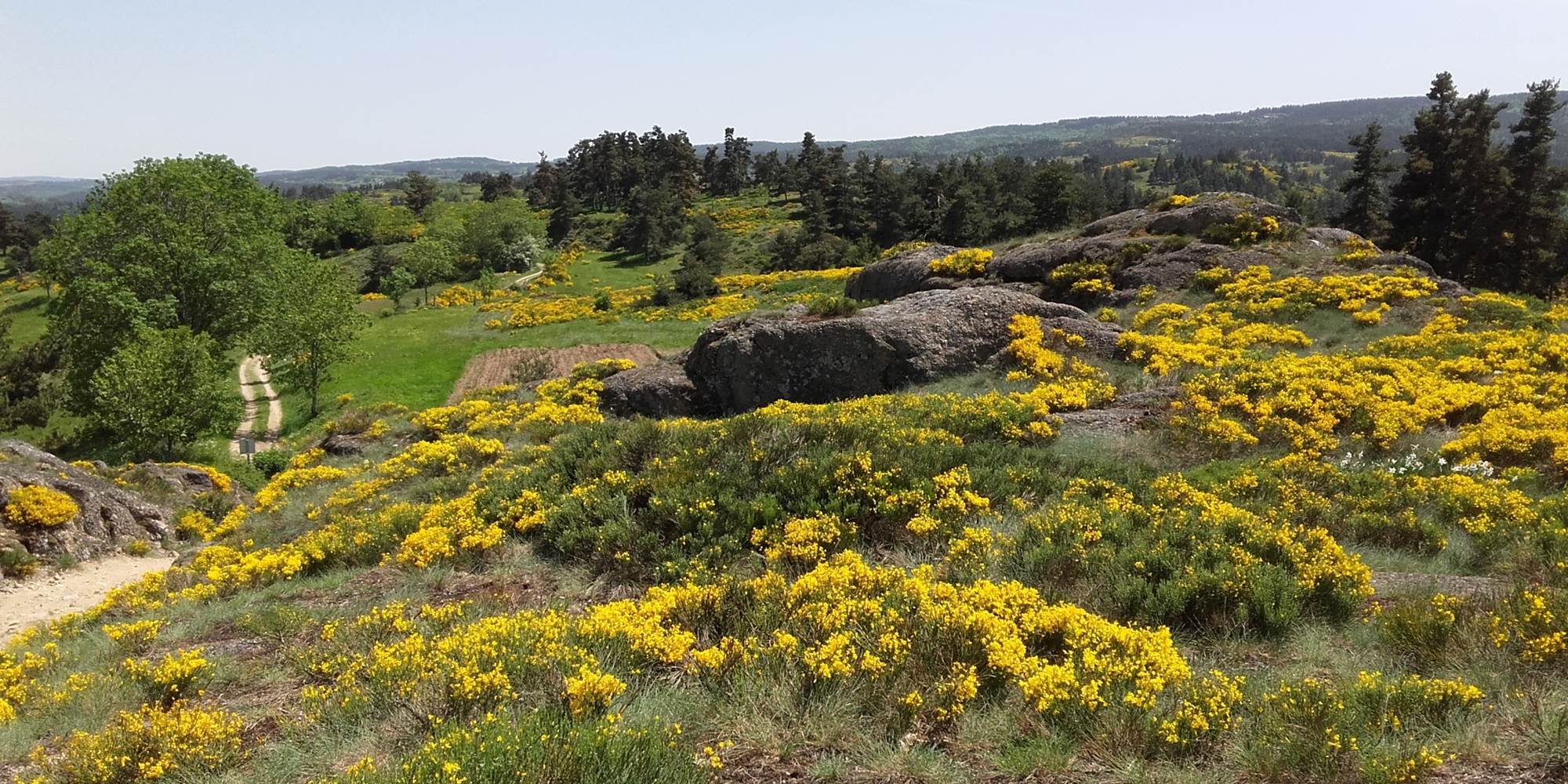 Chemin de randonnée en Margeride au milieu des genêts en fleur