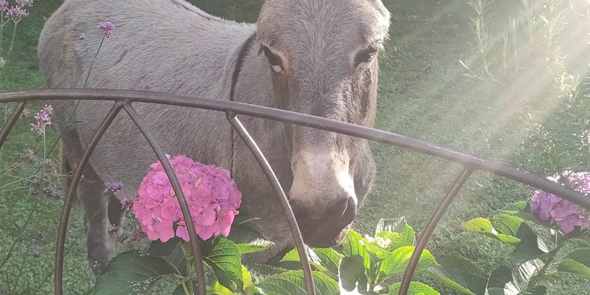 chambreshotes-animal-âne-hautecorrèze